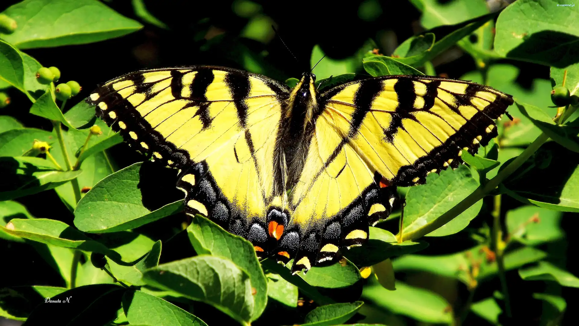 Żeglarz, Paź, Motyl