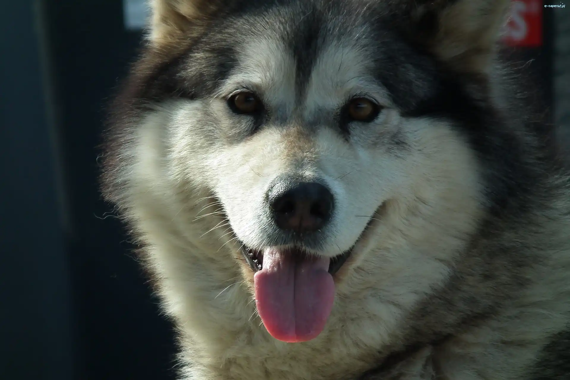 Alaskan Malamute, Pies