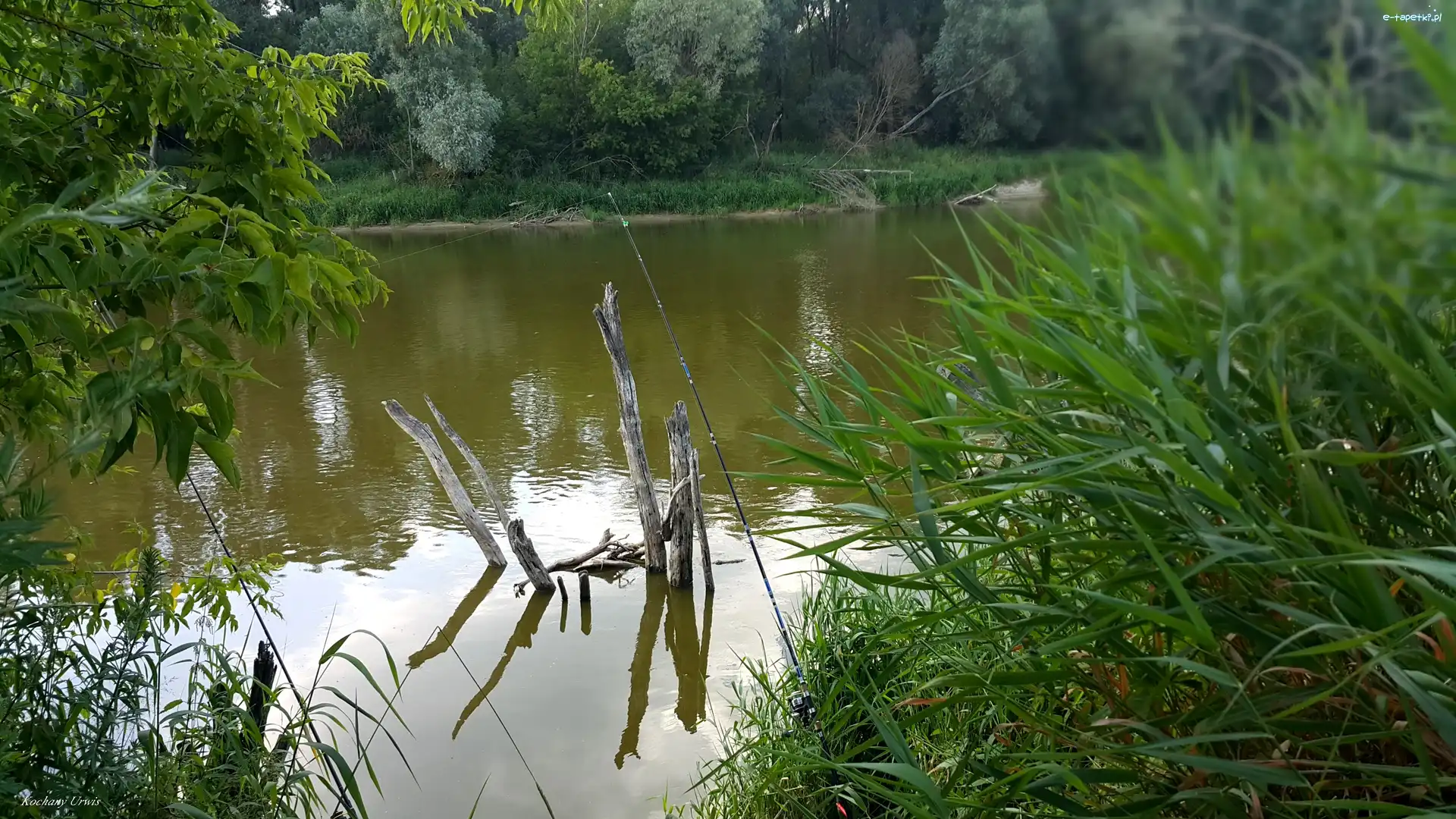 Las, Wędki, Trawy, Rzeka