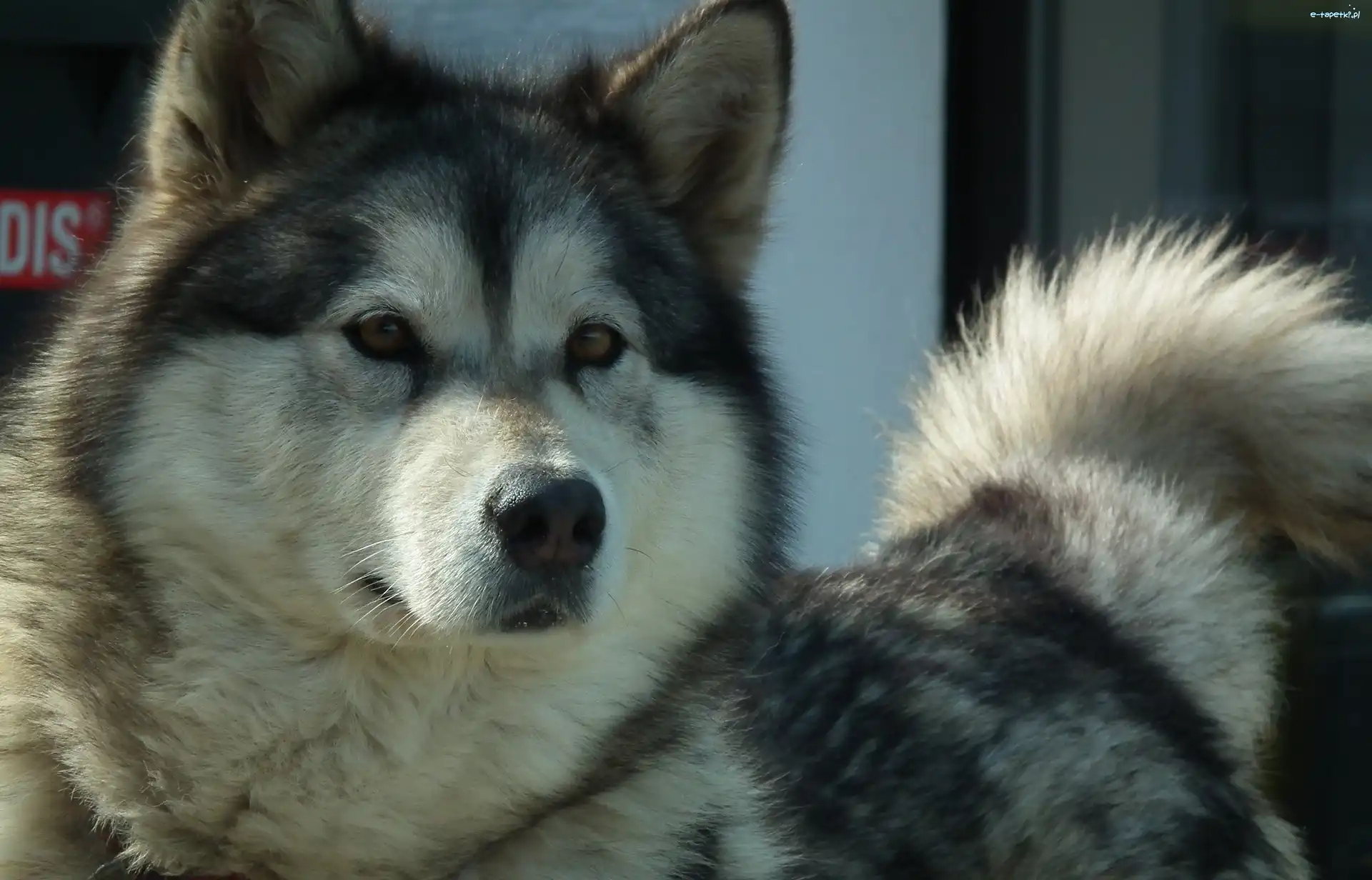 Alaskan Malamute, Pies