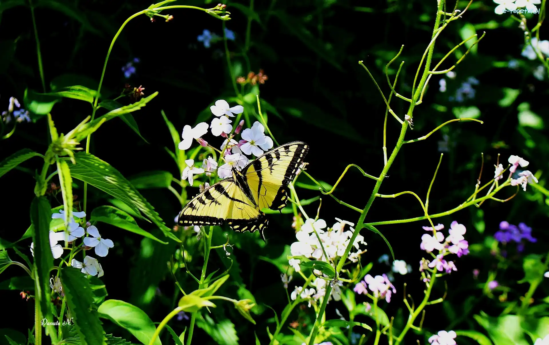 Paź, Floksy, Żeglarz, Motyl