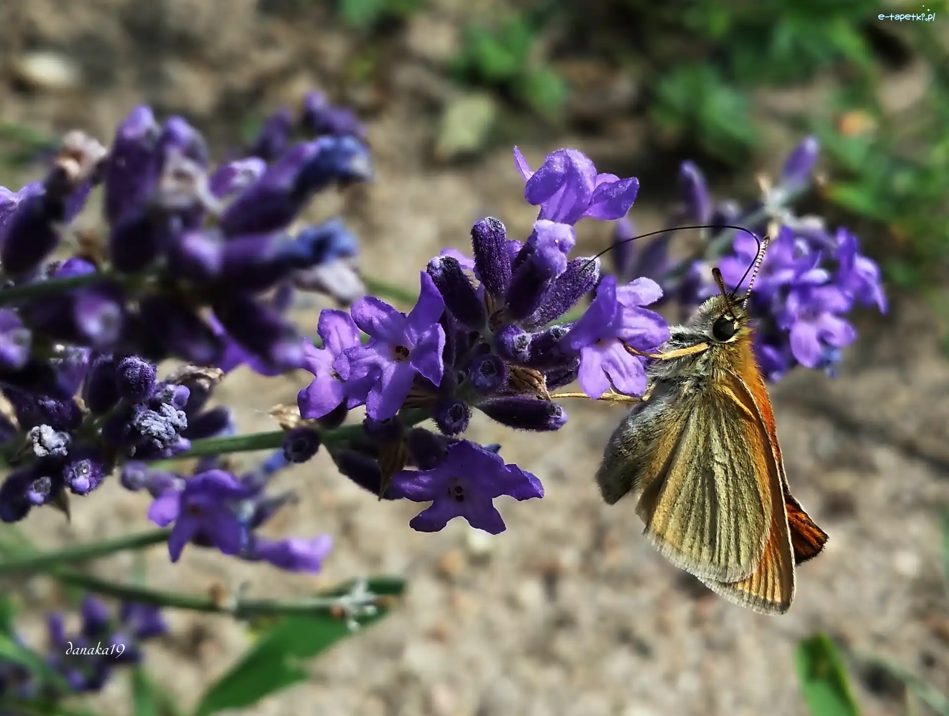Gałązka, Lawendy, Kwitnącej, Karlątek, Motyl