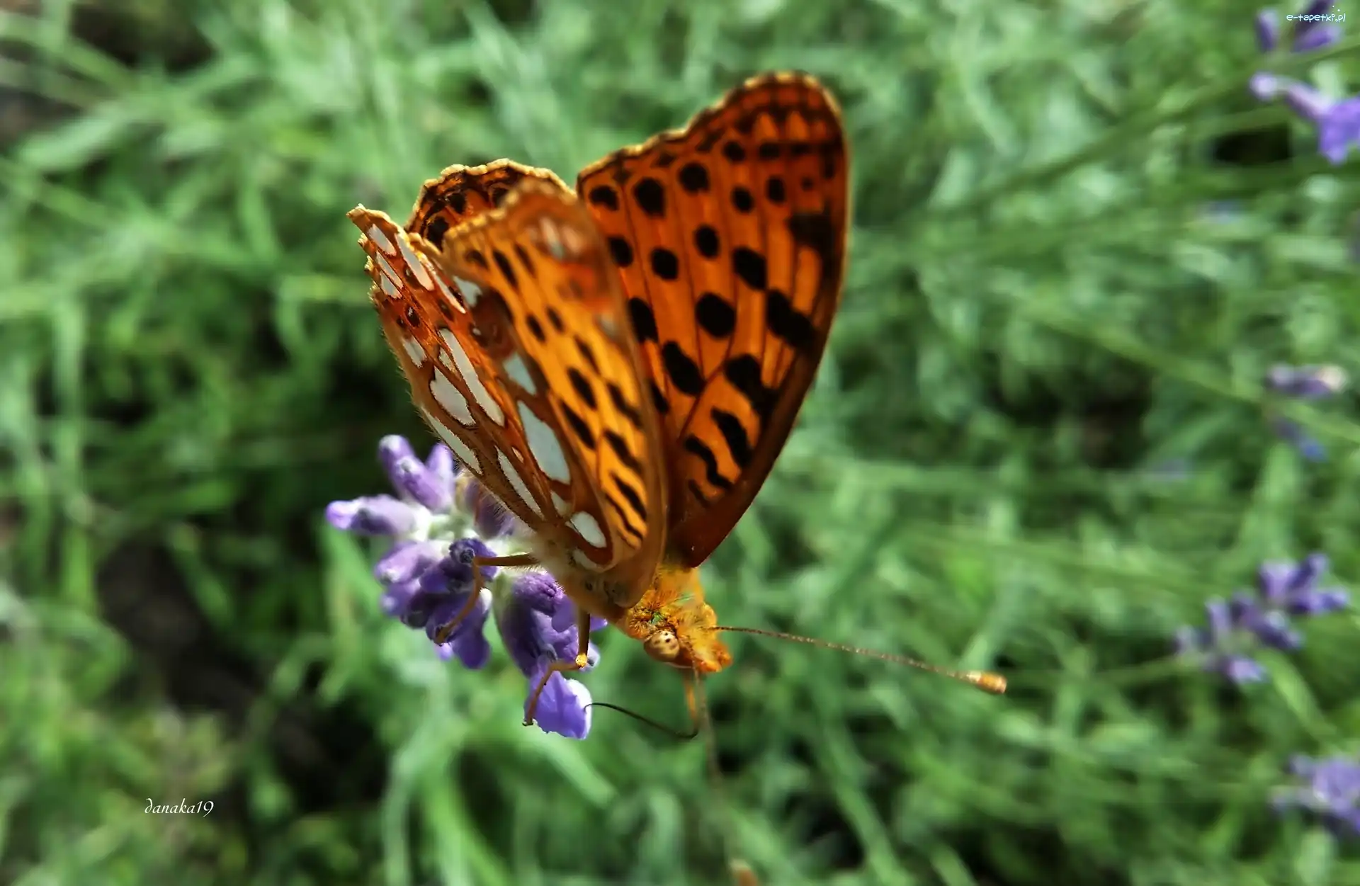 Lawenda, Perłowiec malinowiec, Motyl
