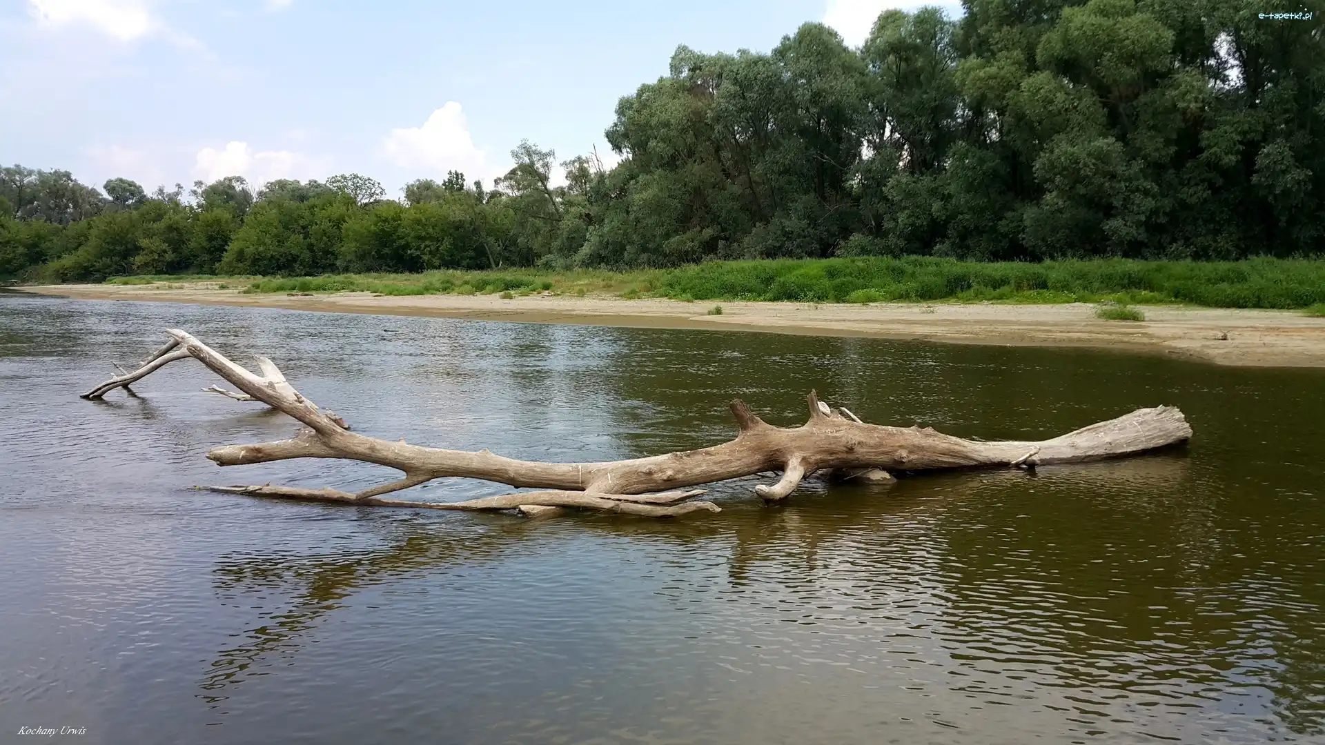 Drzewa, Konar, Złamany, Rzeka