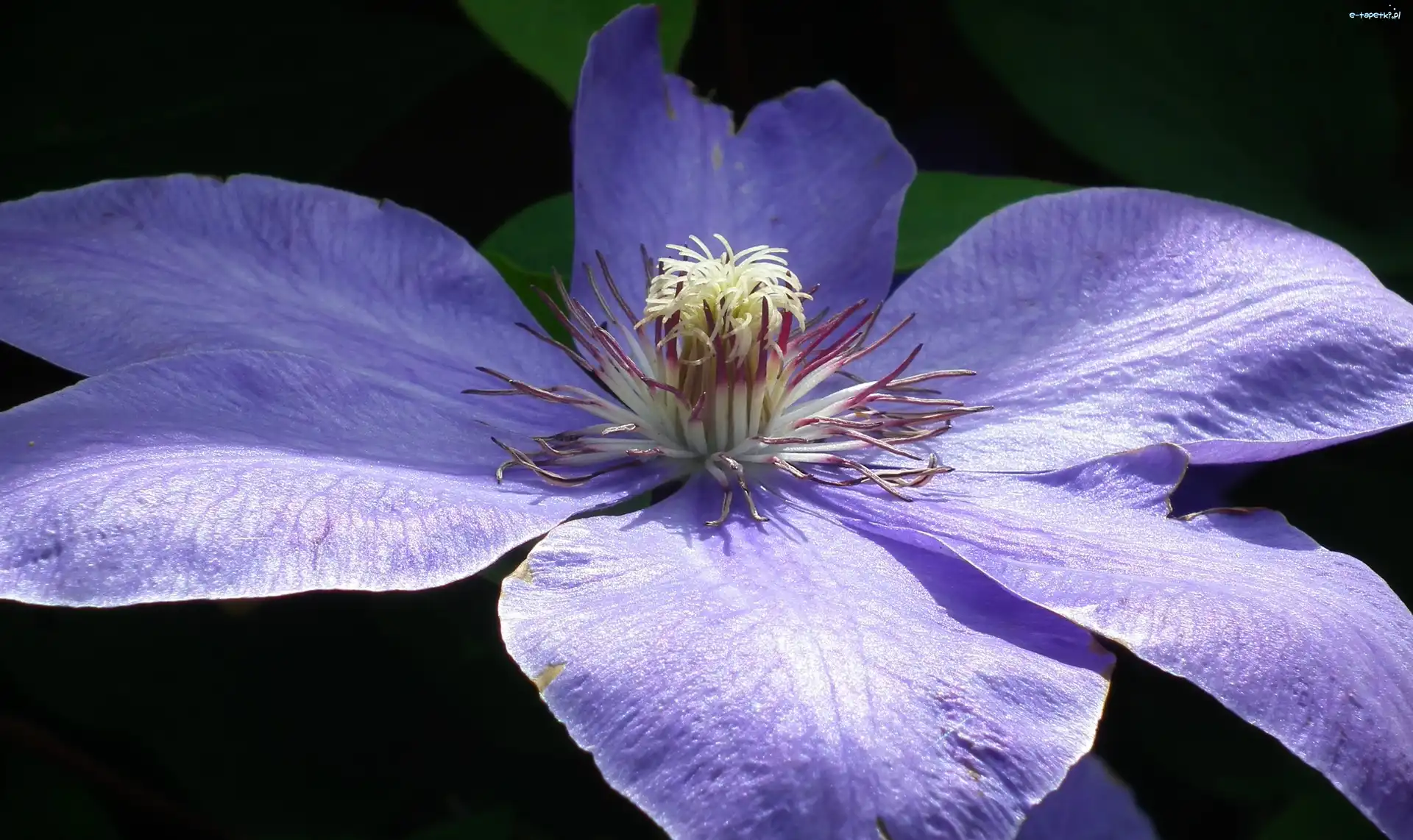 Clematis, Kwiat, Przyroda