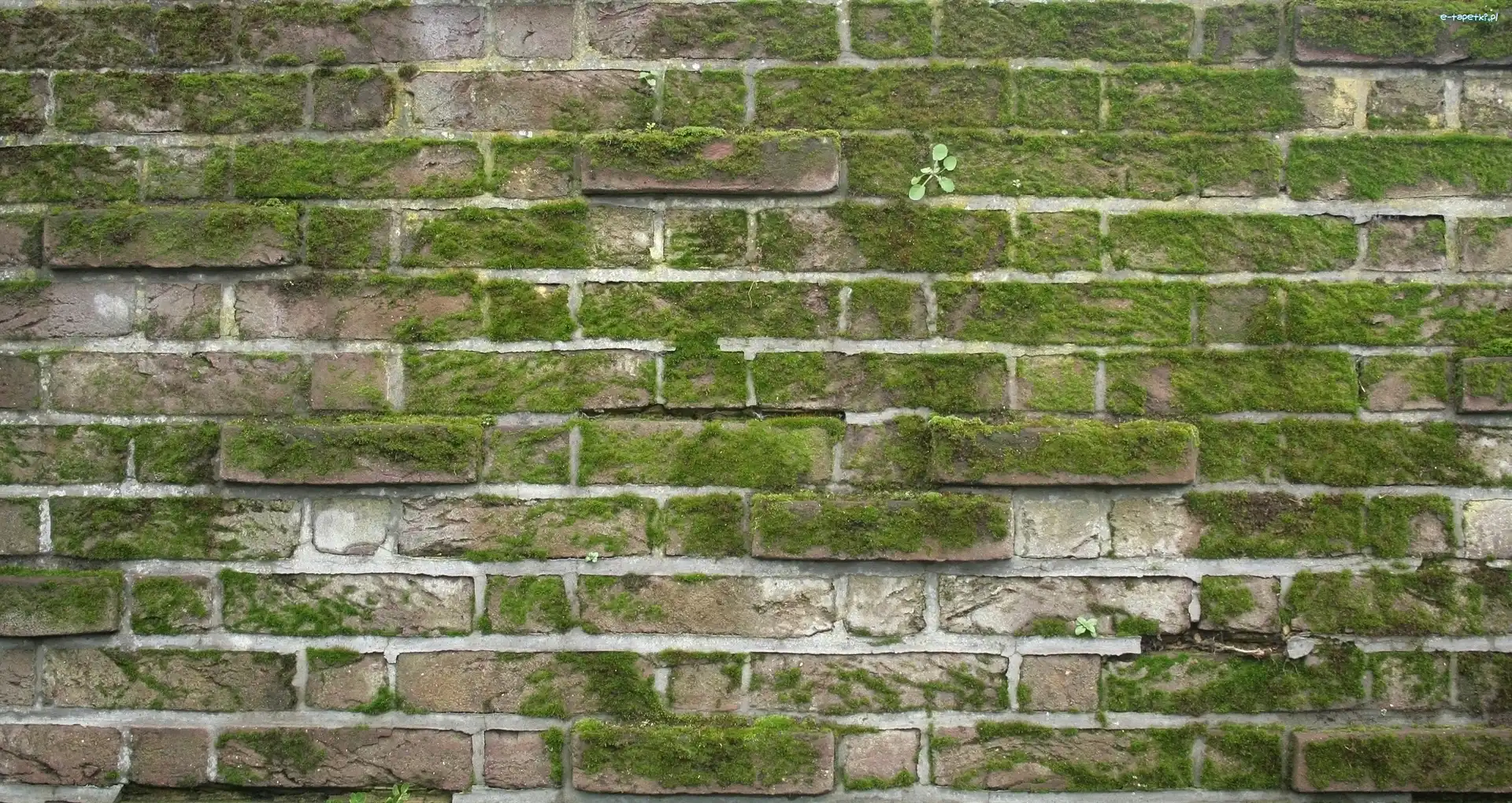Cegła, Tekstura, Mech, Mur