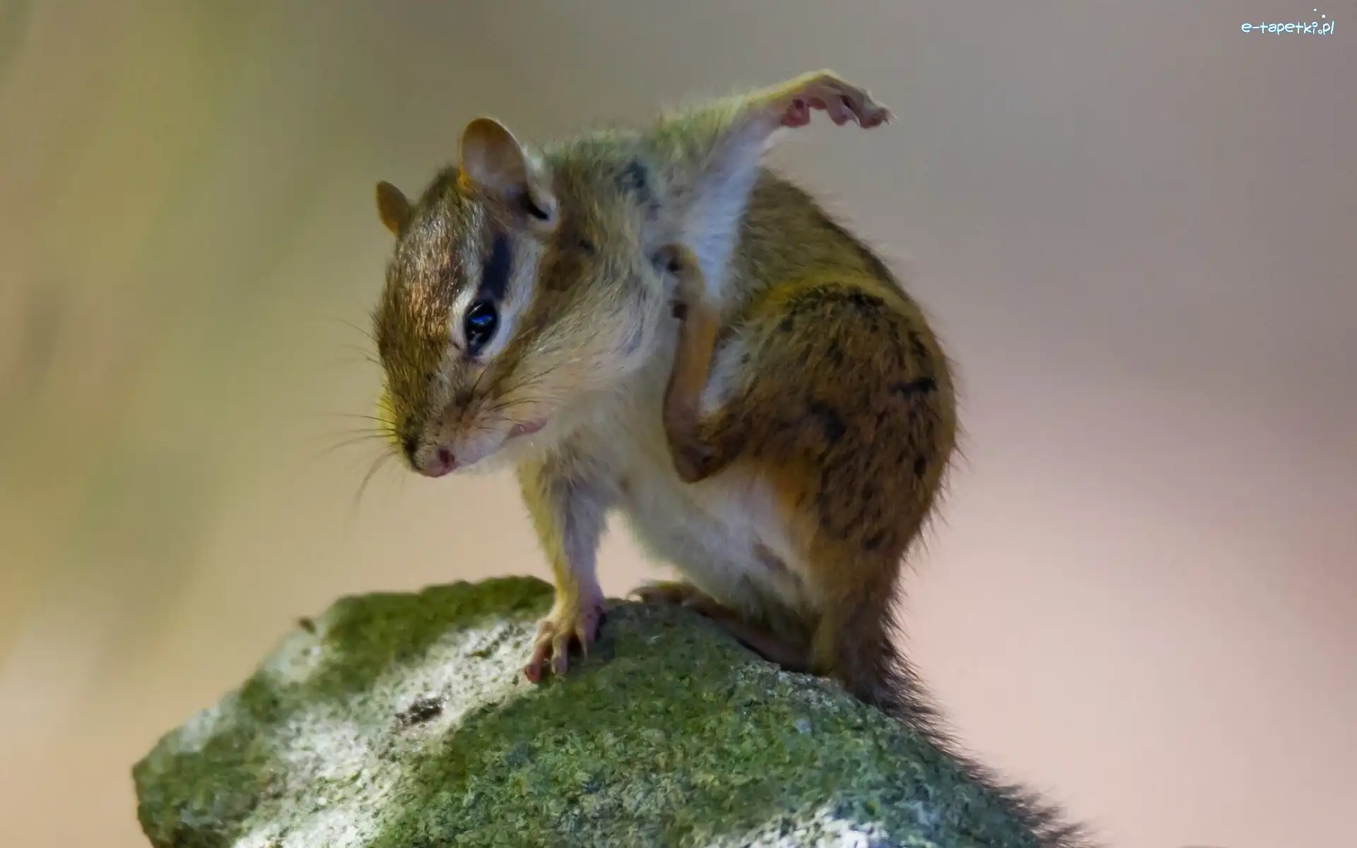 Mech, Kamień, Chipmunk