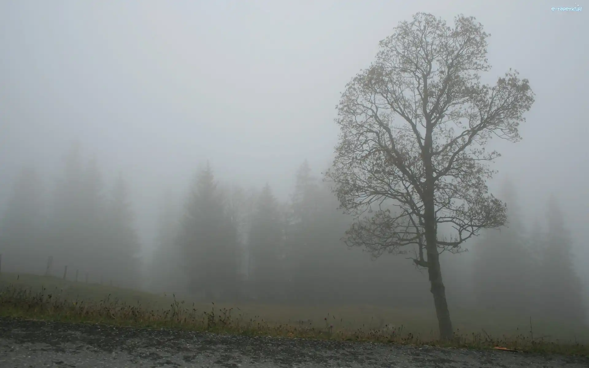 Drzewo, Mgła, Jesienna