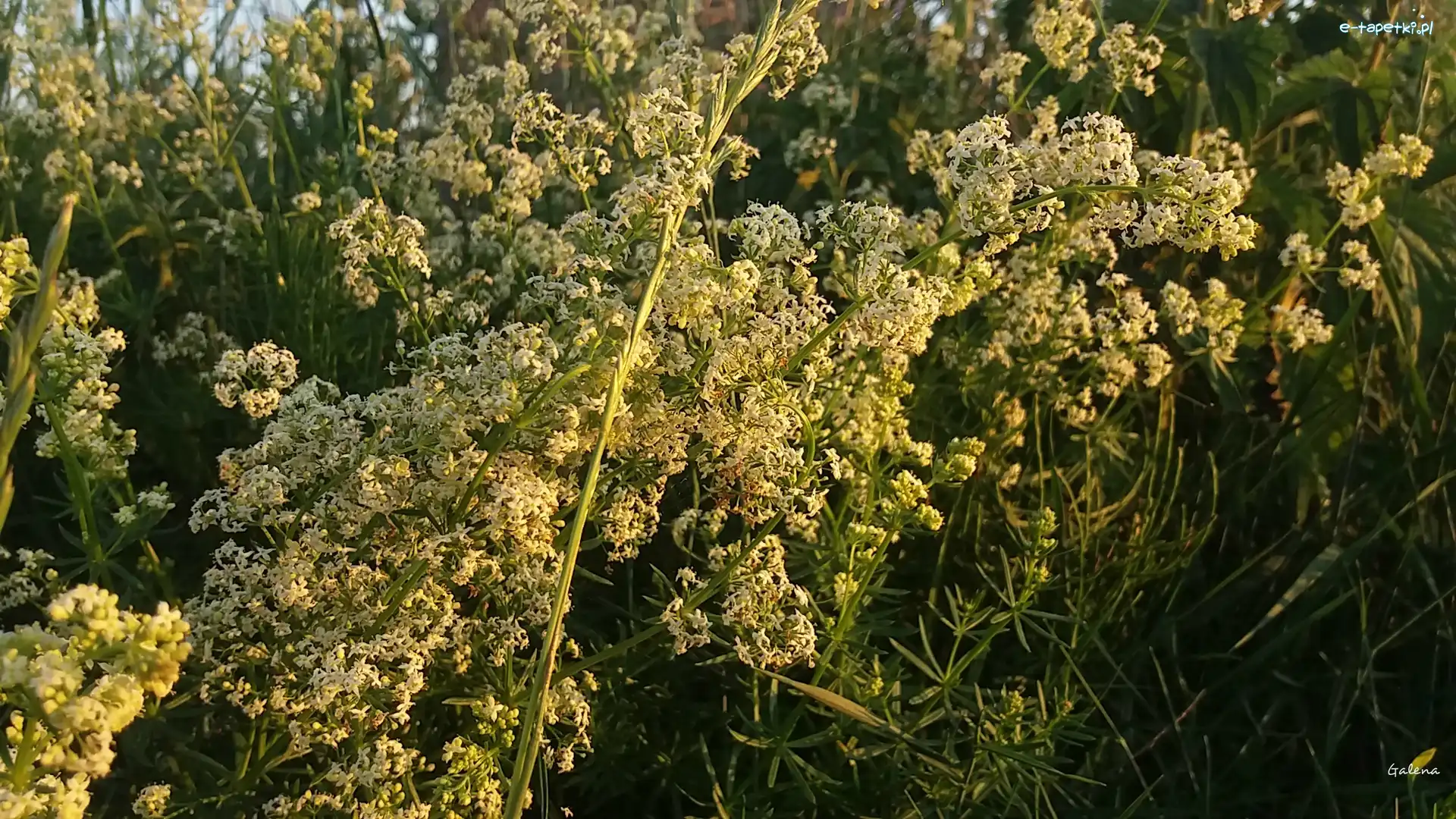 Kwiaty, Białe
