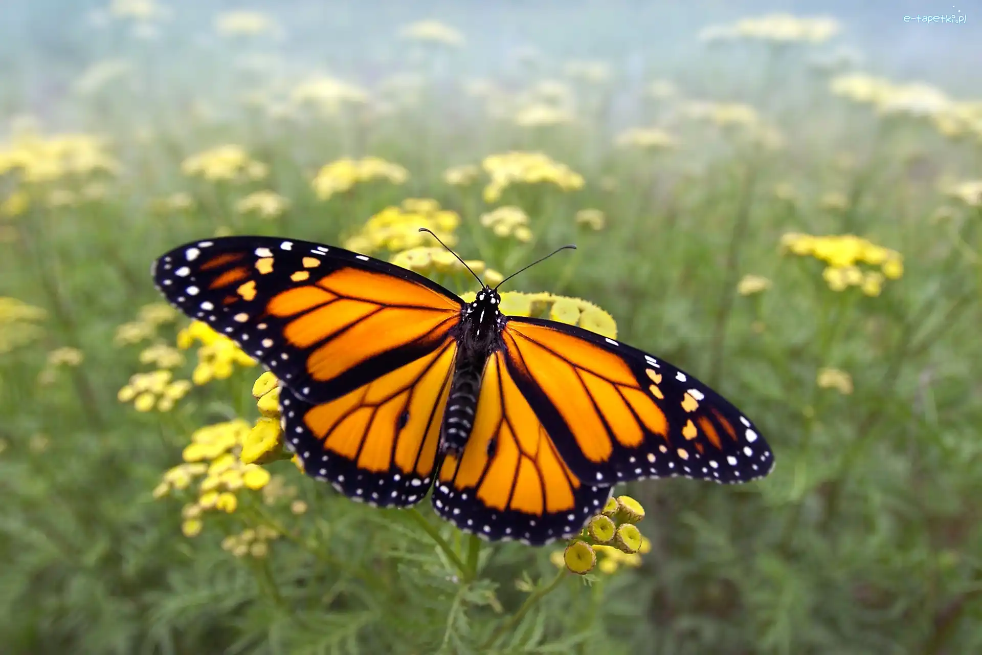 Kwiaty, Monarch, Motyl