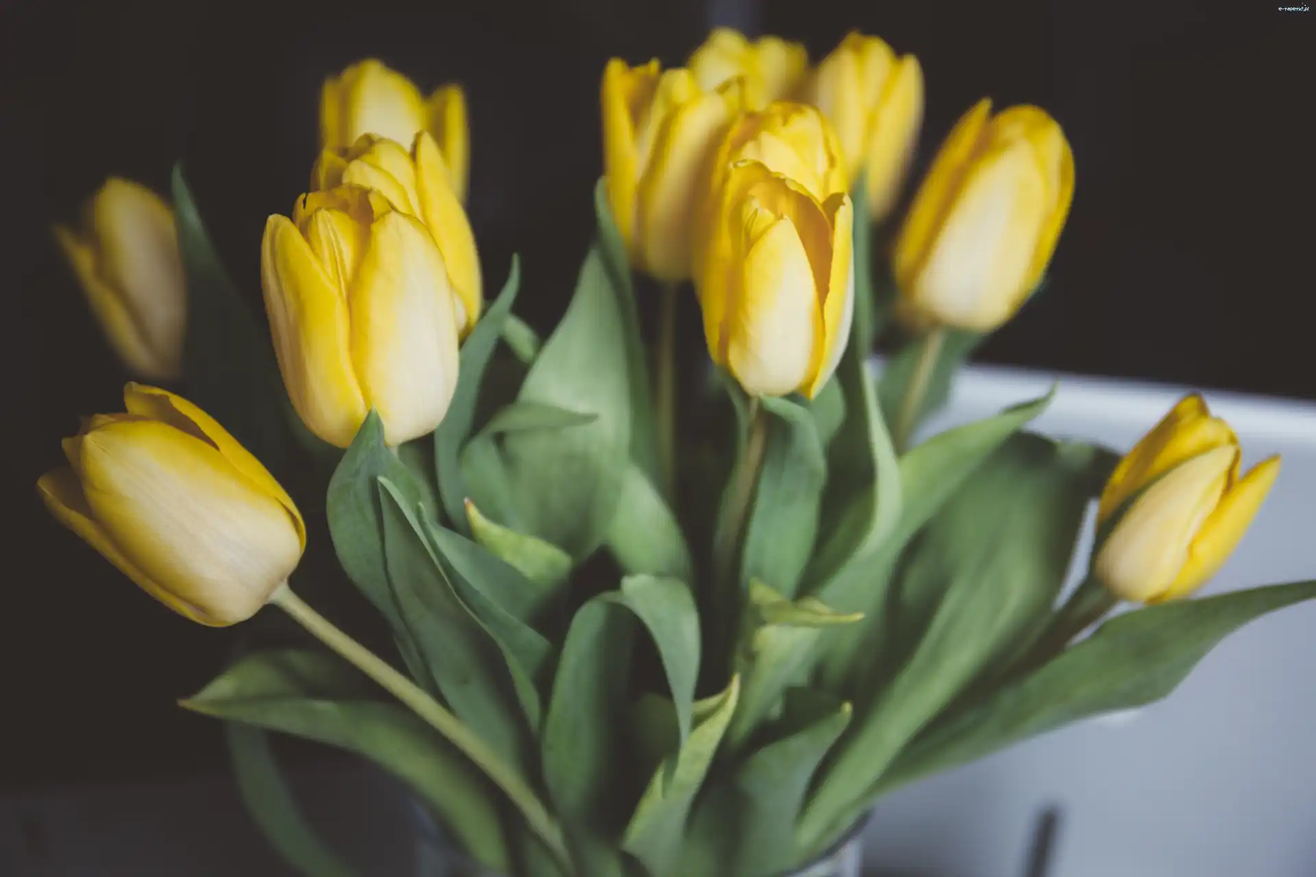 Kwiaty, Tulipany, Żółte