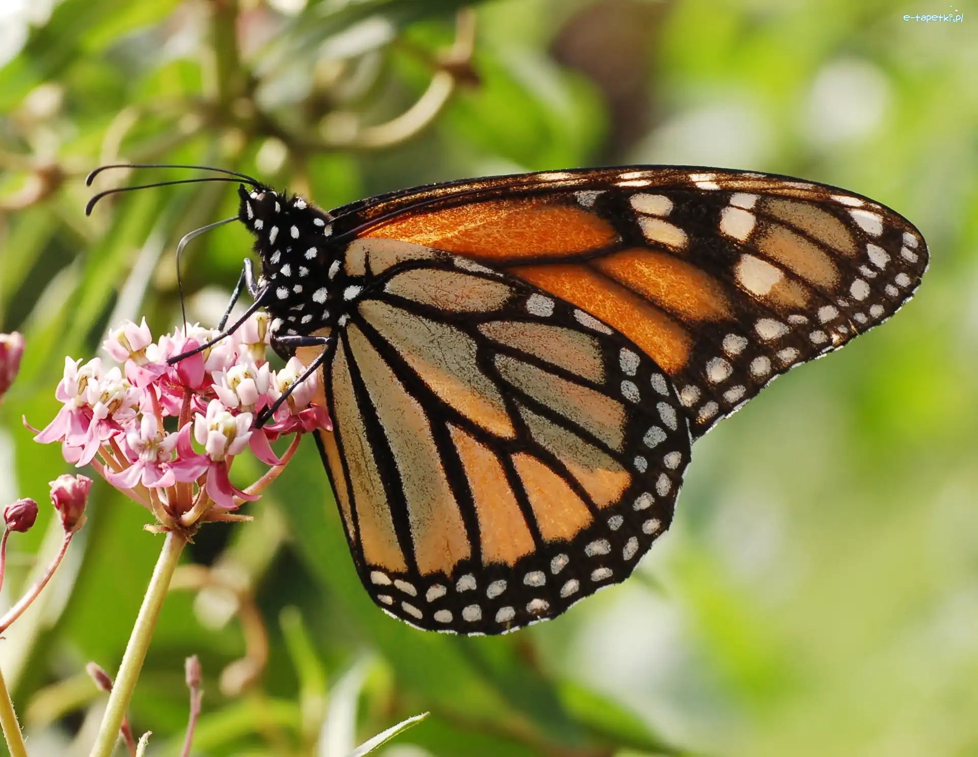 Kwiaty, Monarch, Motyl