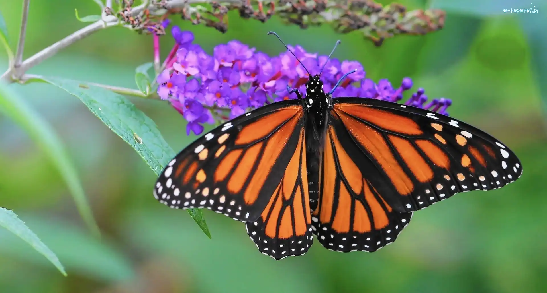 Kwiaty, Monarch, Motyl