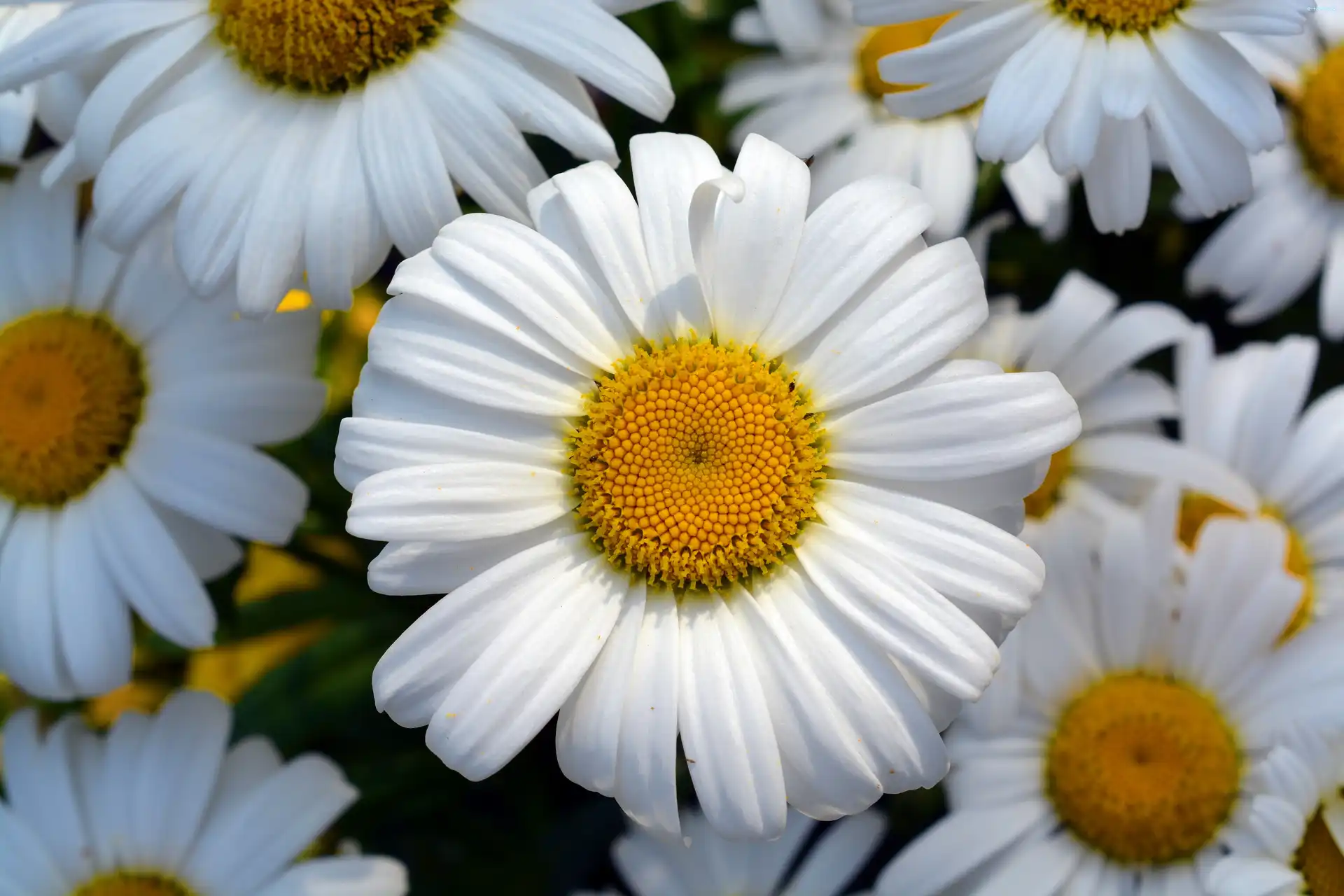 Kwiaty Margerytk, Margerytki