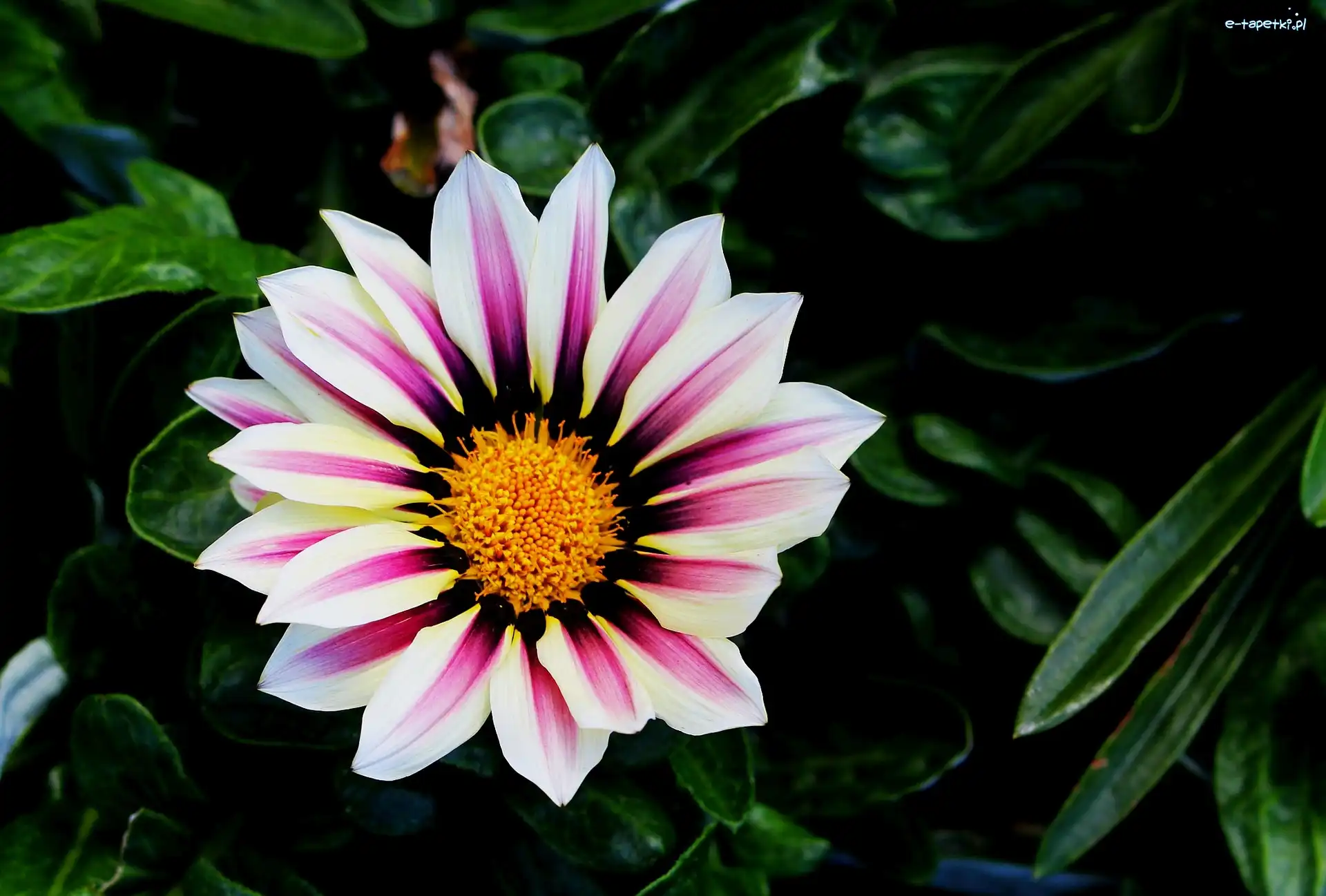 Liście, Dwukolorowe, Gazania