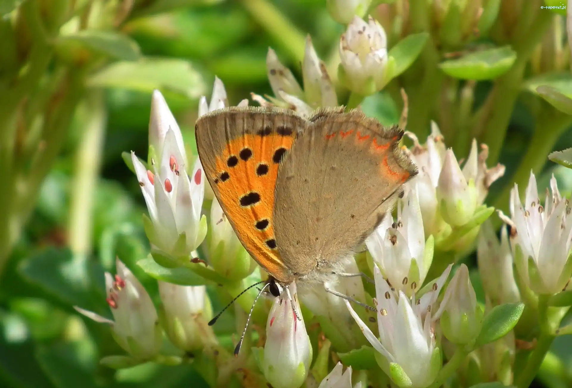 Kwiaty, Przestrojnik, Motyl