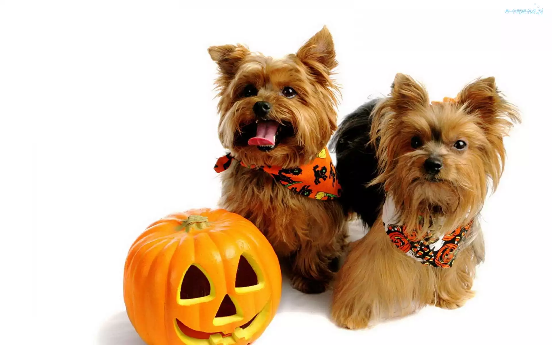 Yorkshire Terriery, Halloween, Dynia, Dwa