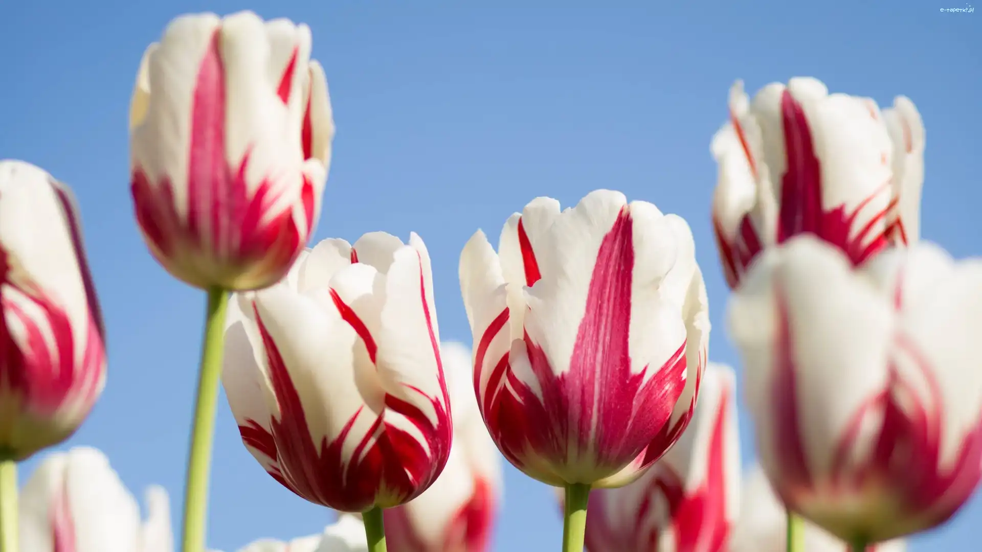 Czerwone, Biało, Tulipany