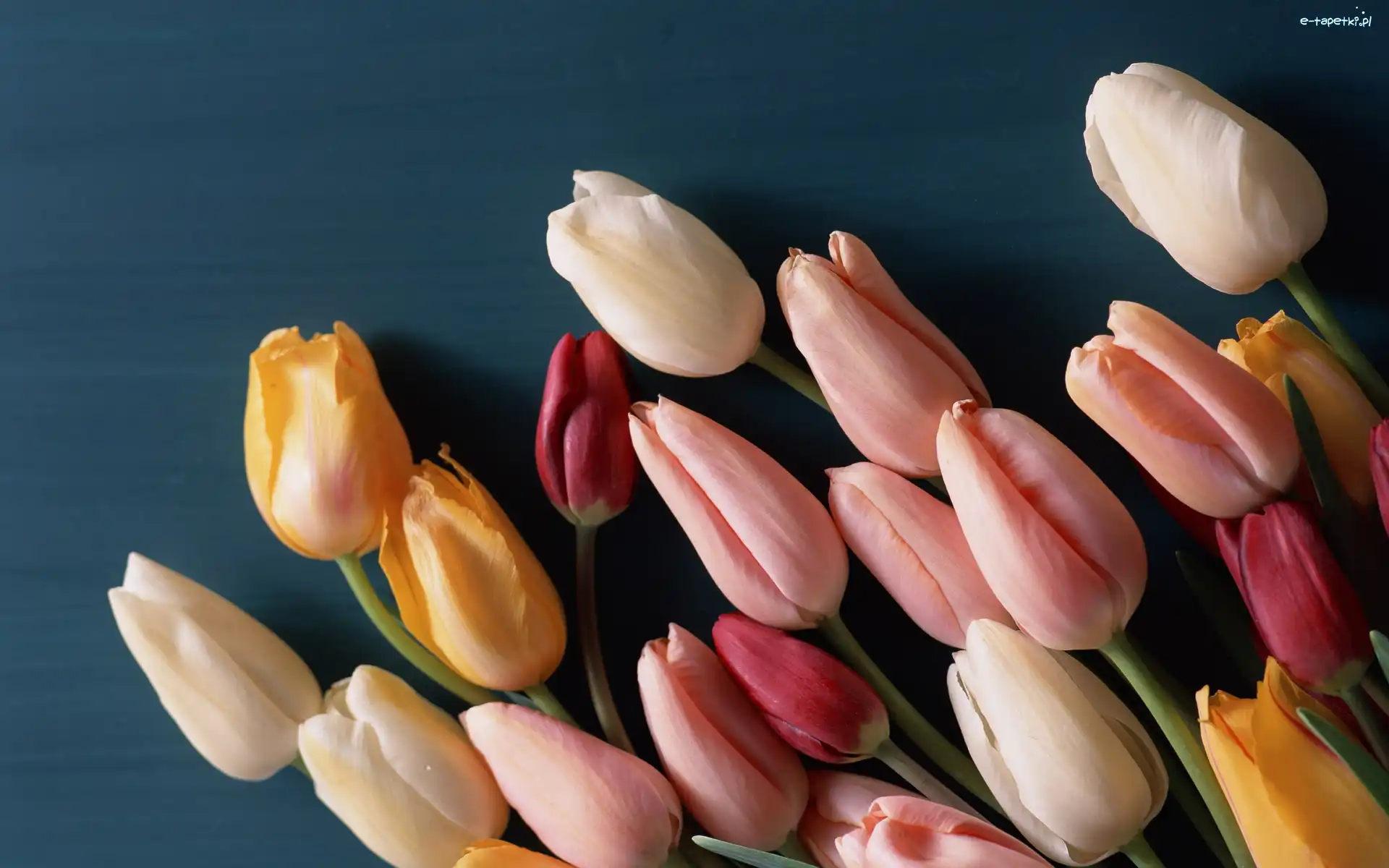 Kolorowe, Tło, Niebieskie, Tulipany