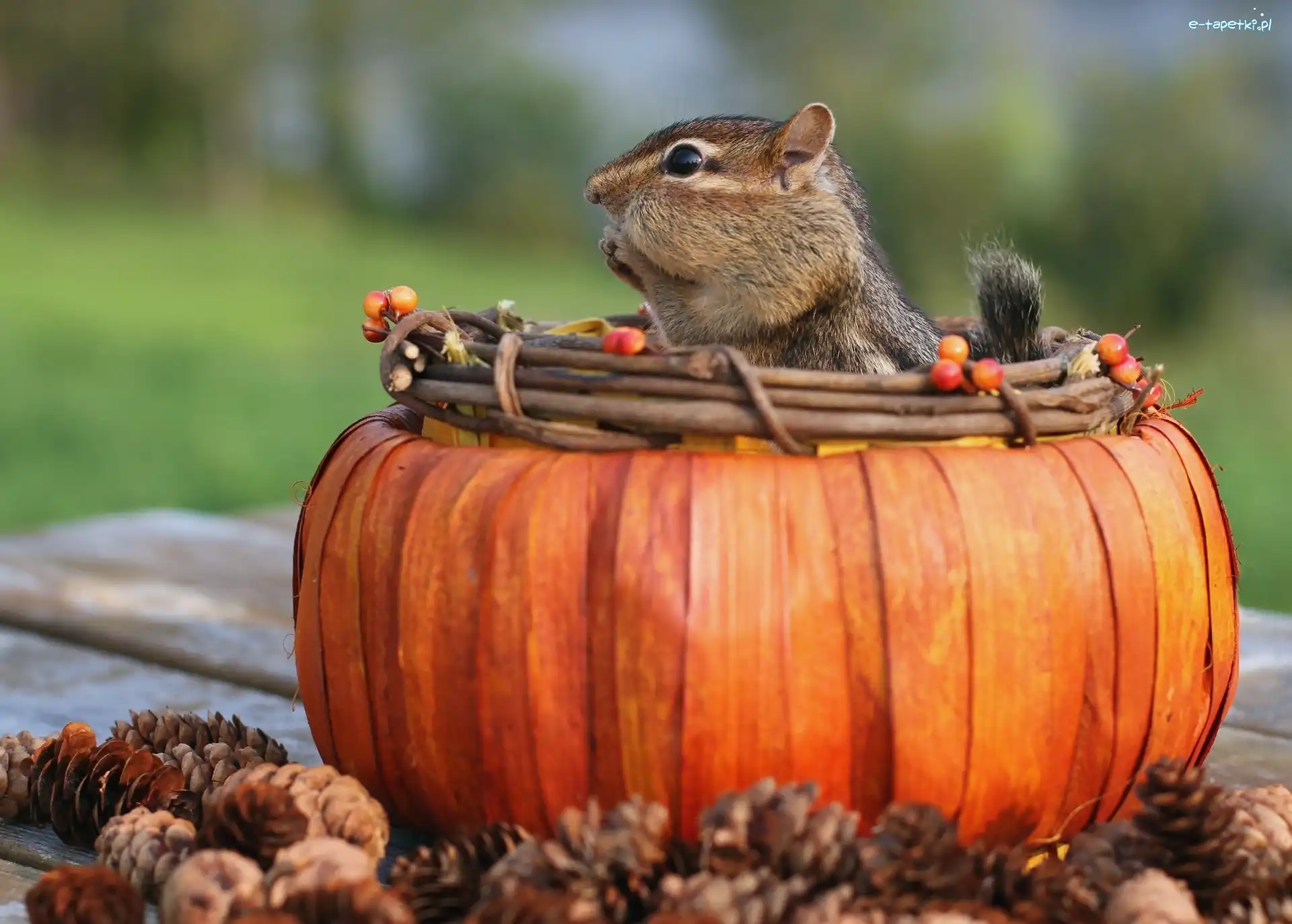 Chipmunk, Wiewiórka