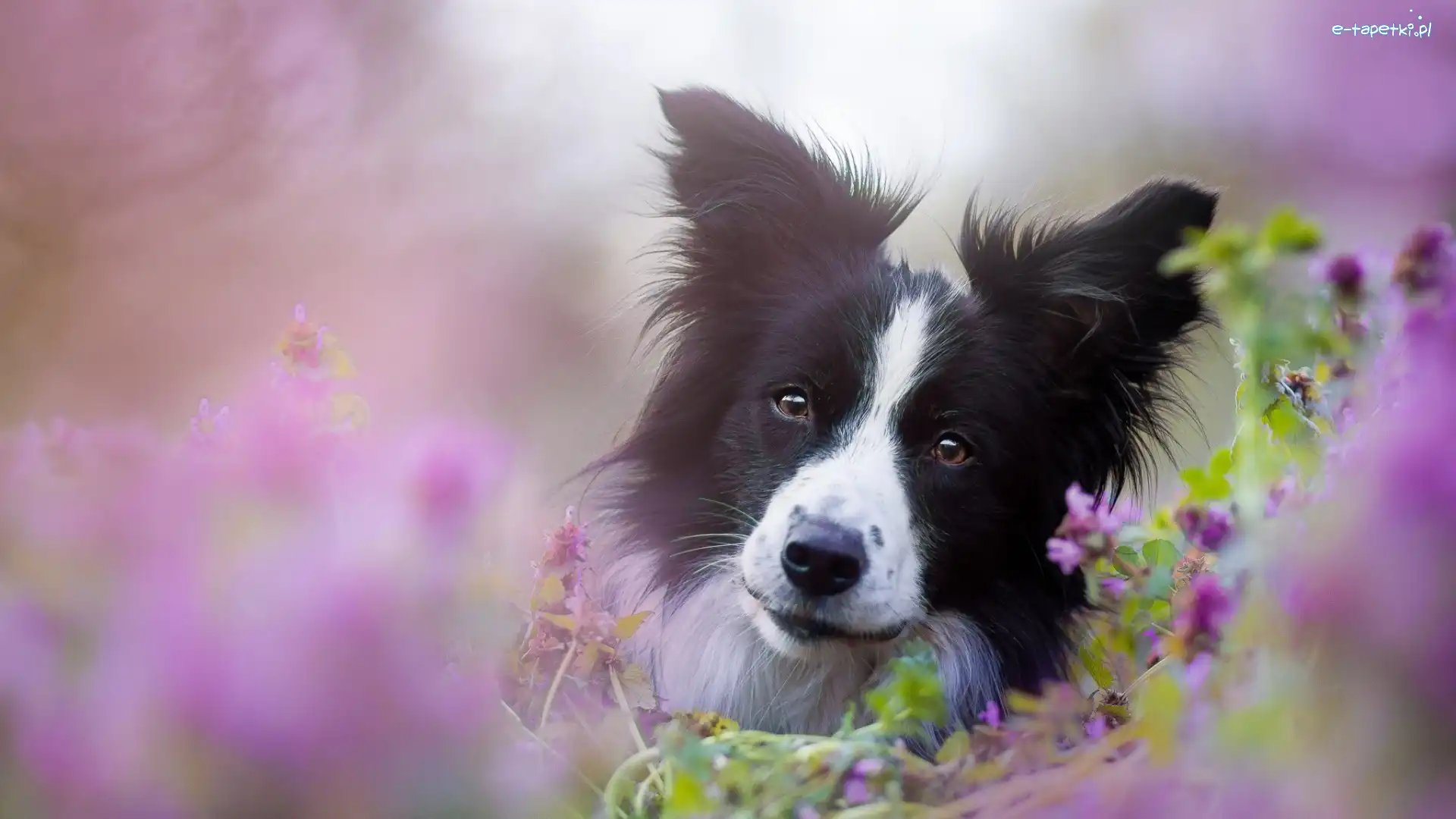 Border, Kwiaty, Collie, Pies