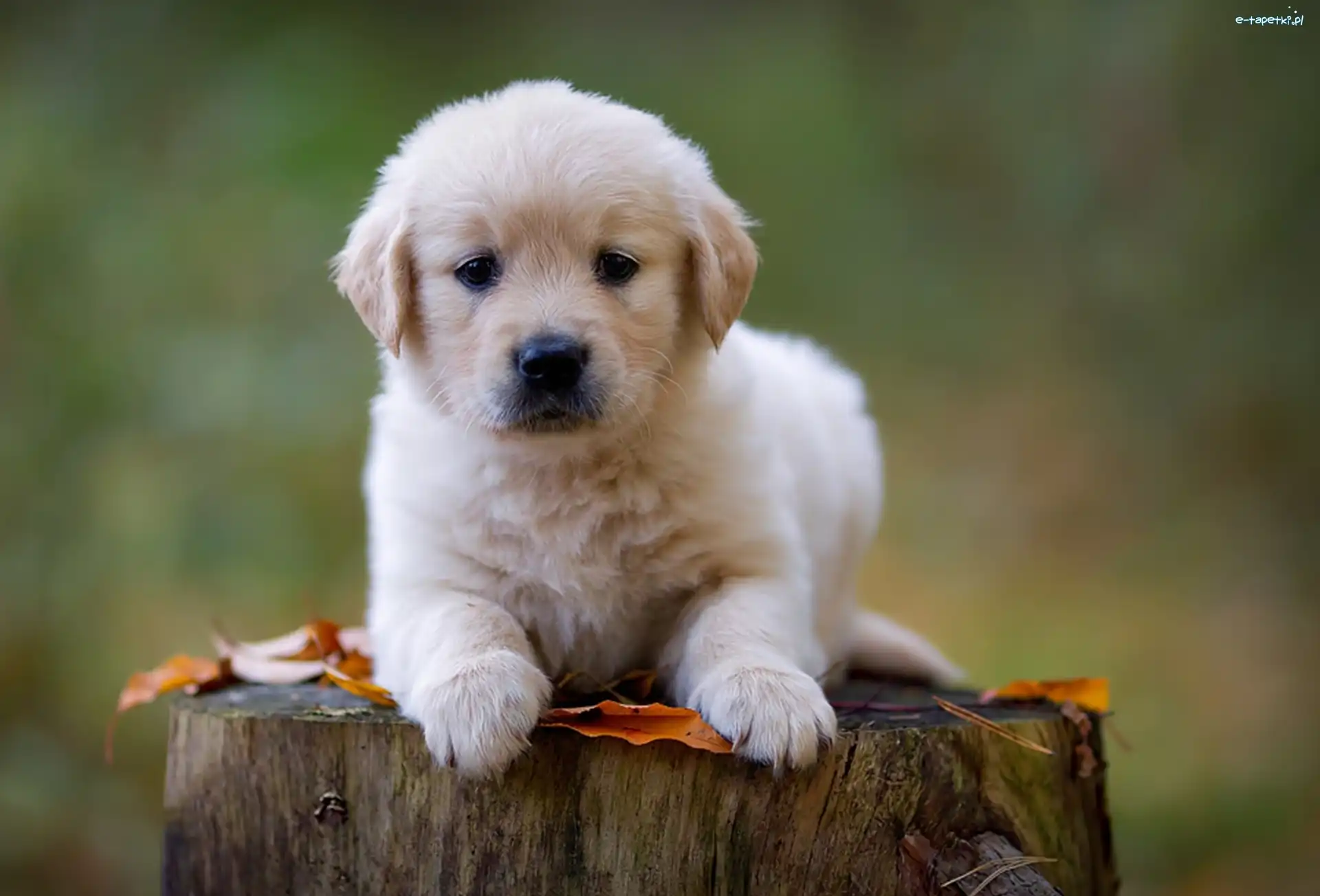 Liście, Golden, Retriever, Szczeniaczek, Słodki, Drzewa, Pień