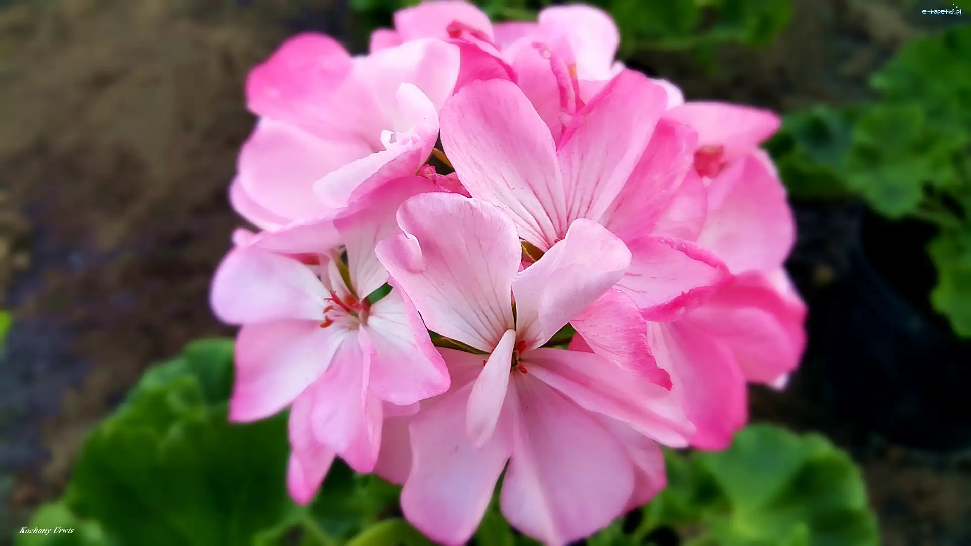 Pelargonia, Różowa