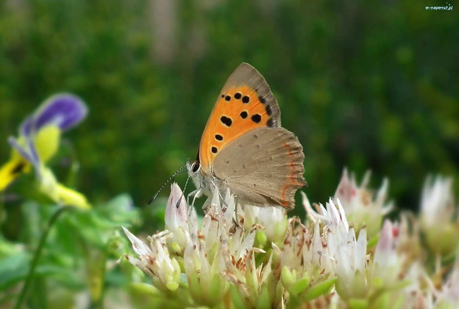 Kwiaty, Przestrojnik, Motyl