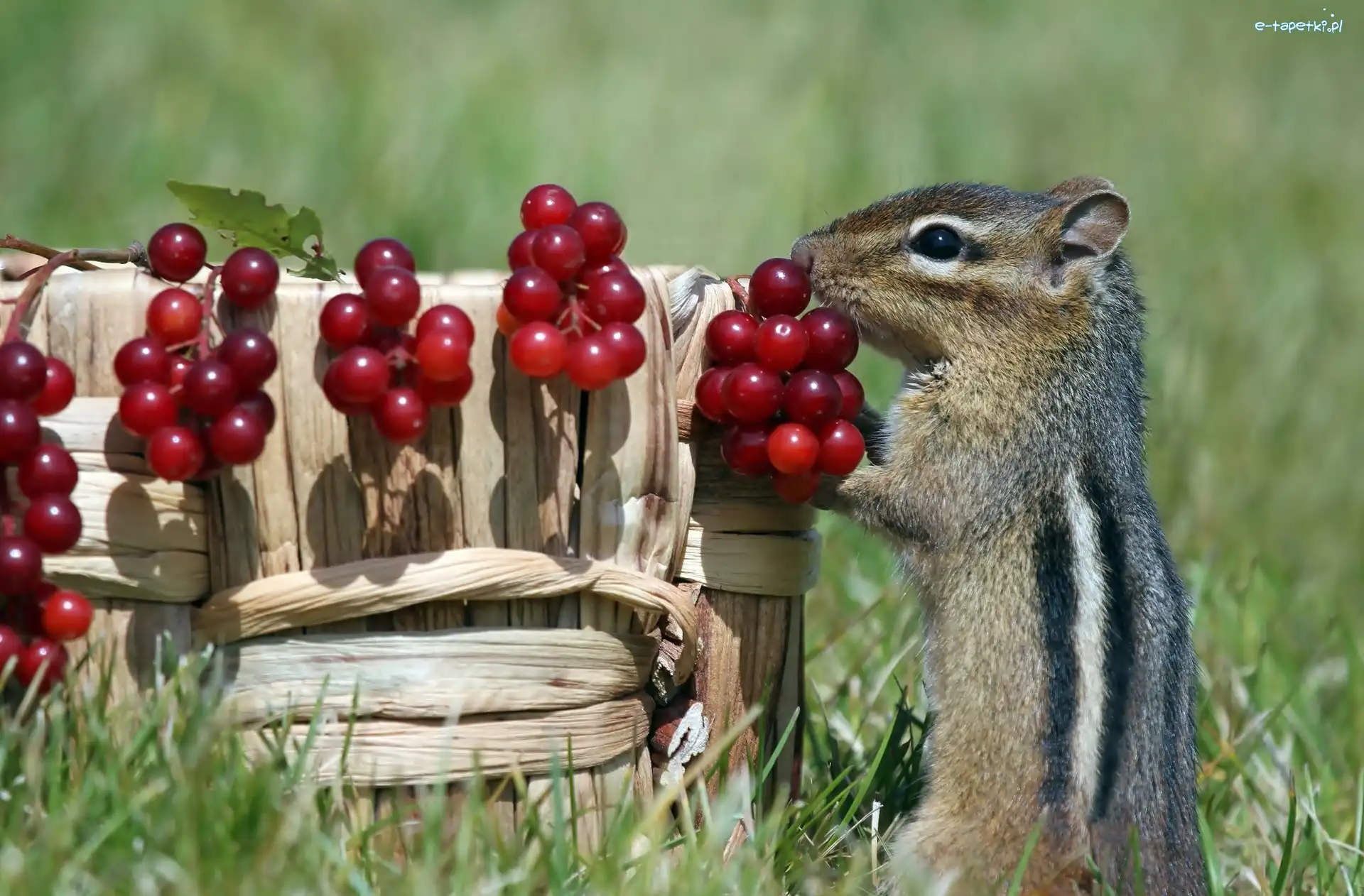 Koszyk, Trawa, Jagody, Chipmunk