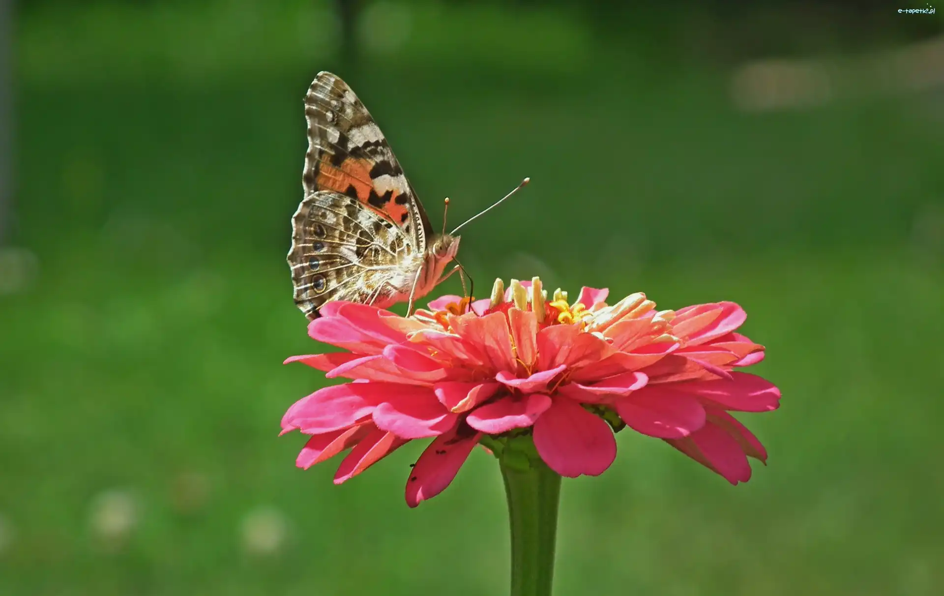 Motyl, Osetnik, Rusałka, Cynia, Kwiat