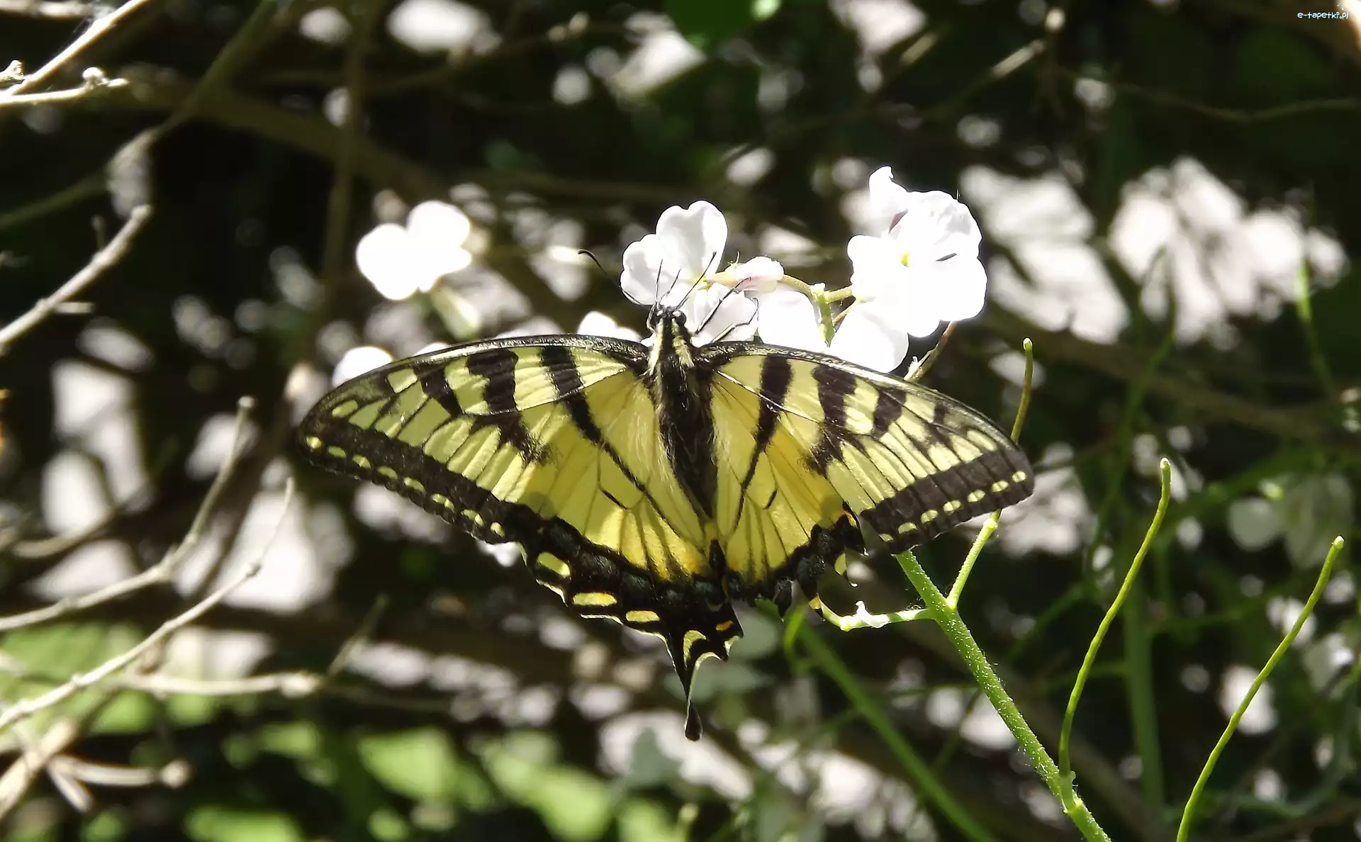 Królowej, Paź, Motyl