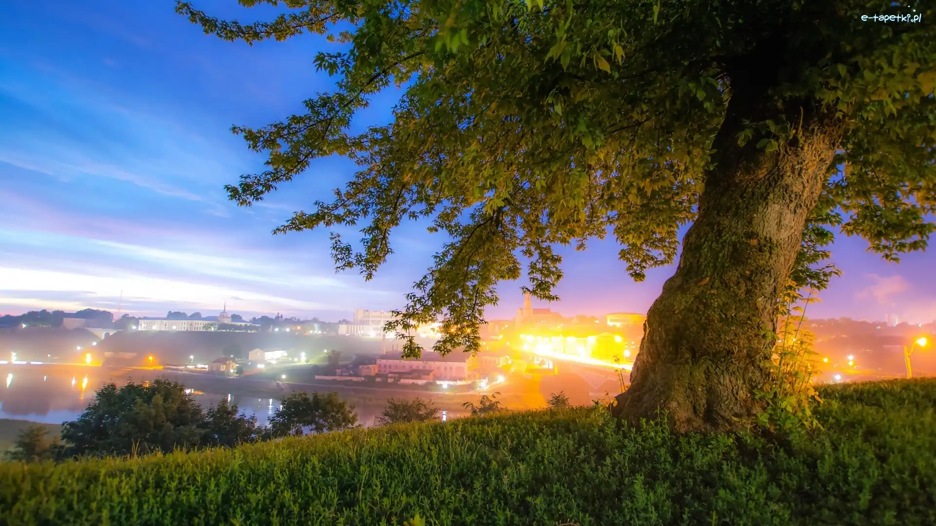 Drzewo, Miasto, Krajobraz