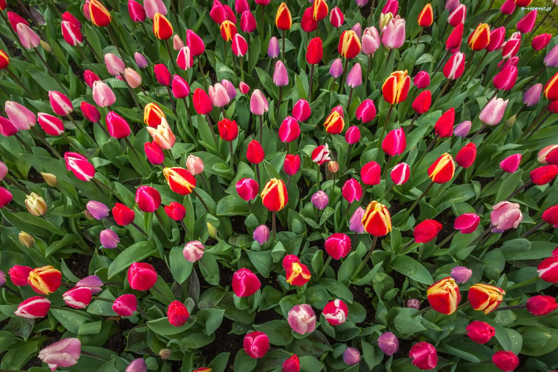 Tulipany, Kolorowe