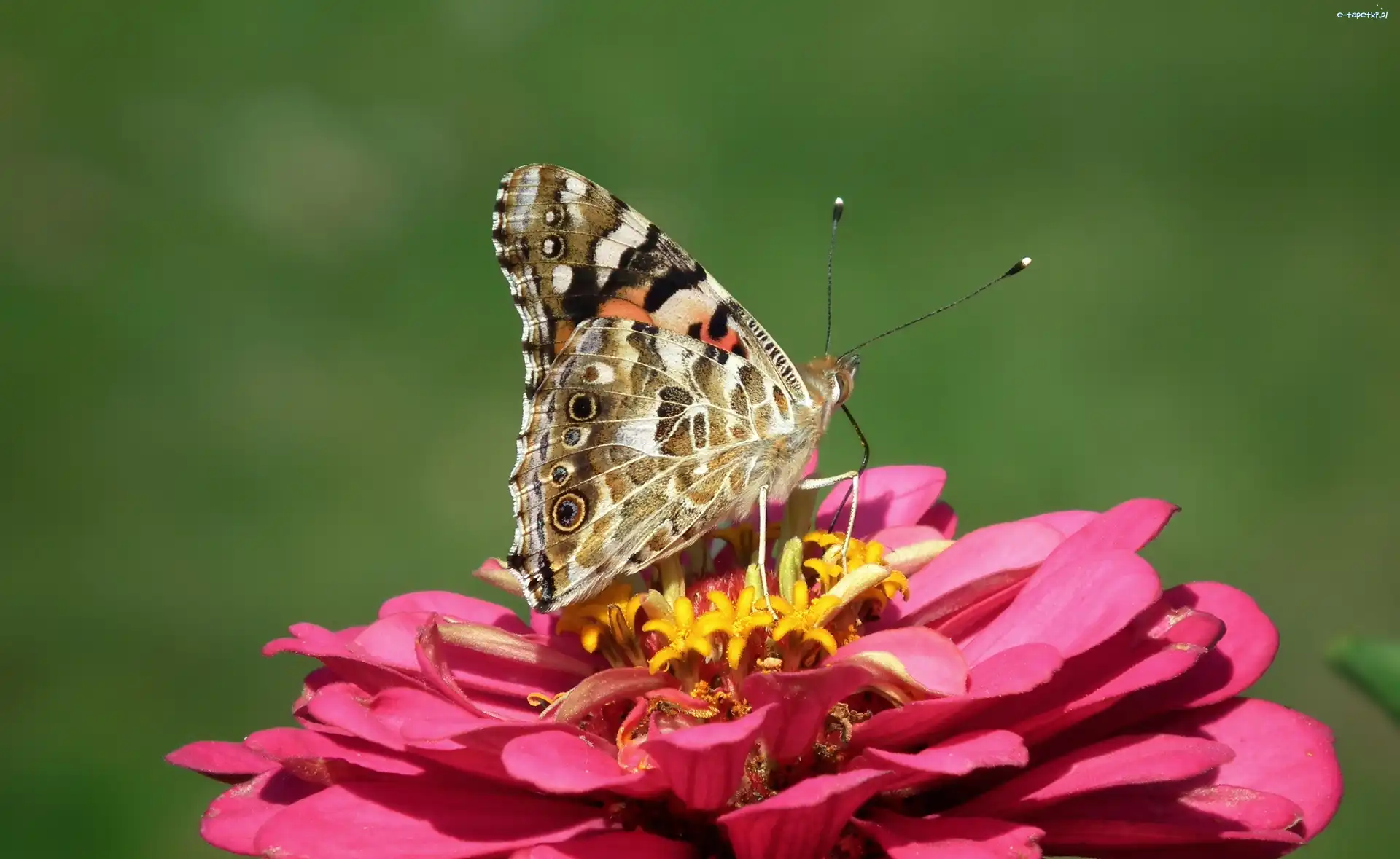 Motyl, Osetnik, Rusałka, Cynia, Kwiat