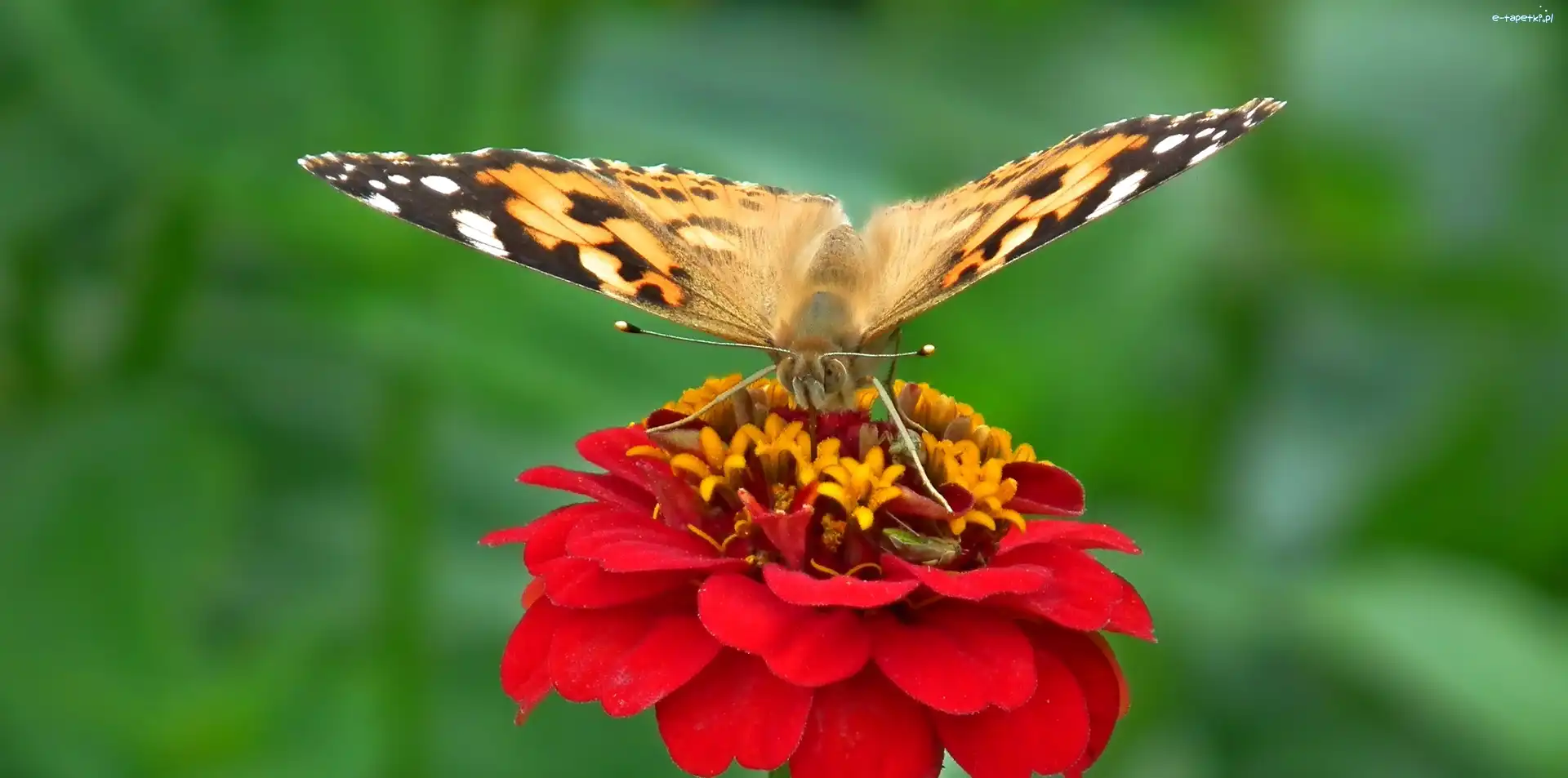 Motyl, Osetnik, Rusałka, Cynia, Kwiat