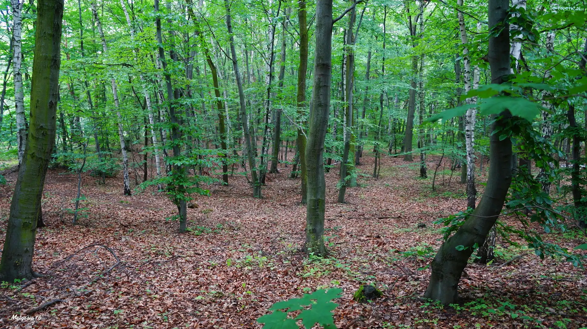 Drzewa, Las