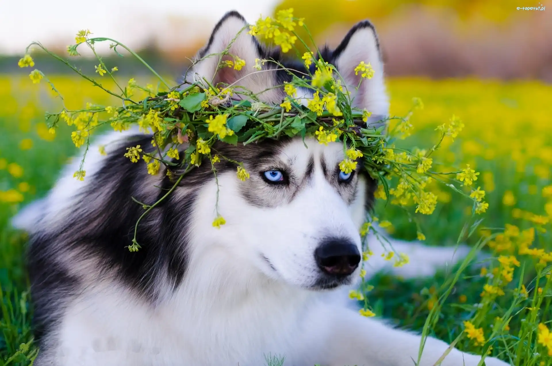 Husky, Kwiaty, Łąka, Siberian
