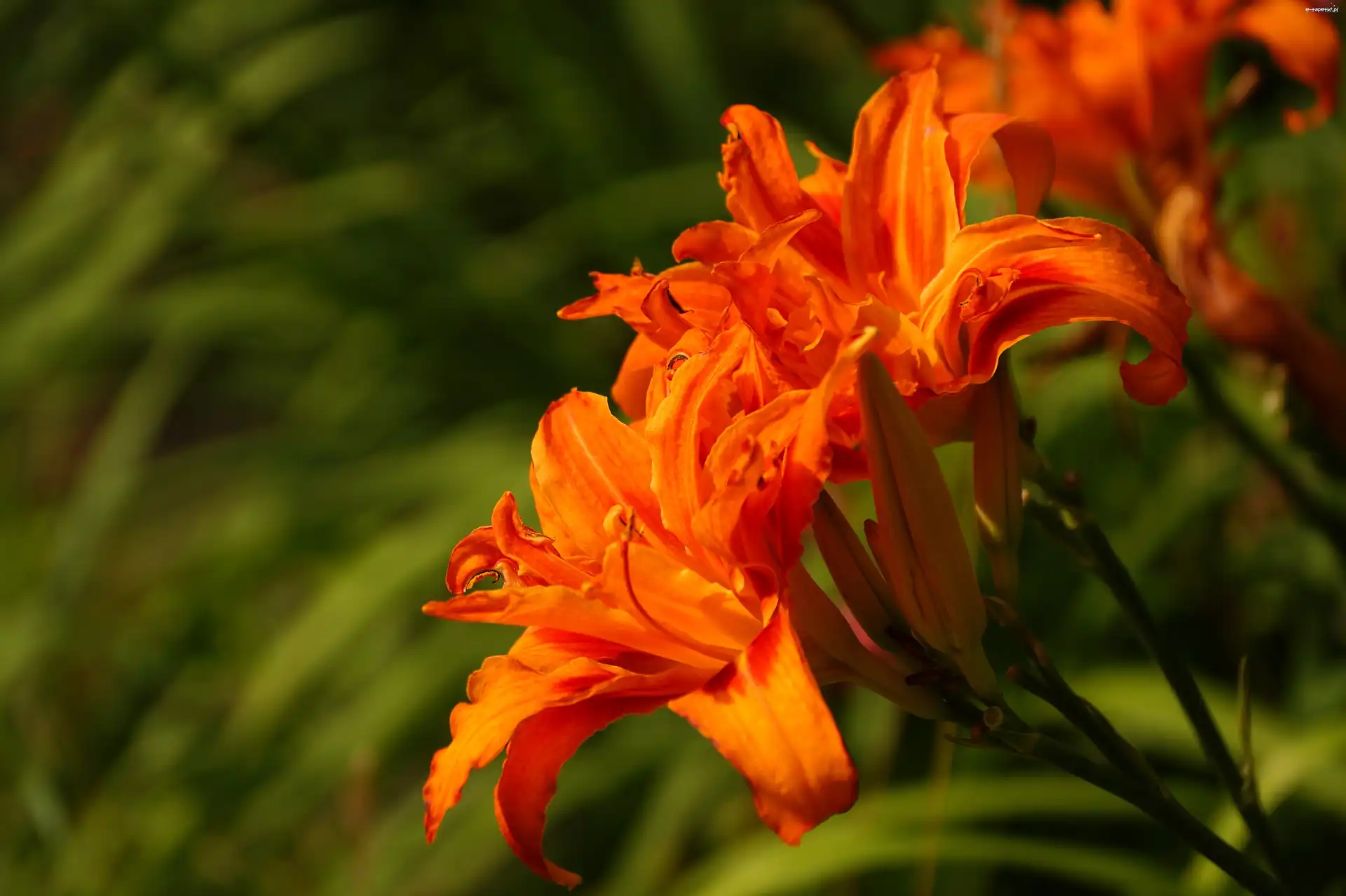 Liliowce, Kwiaty