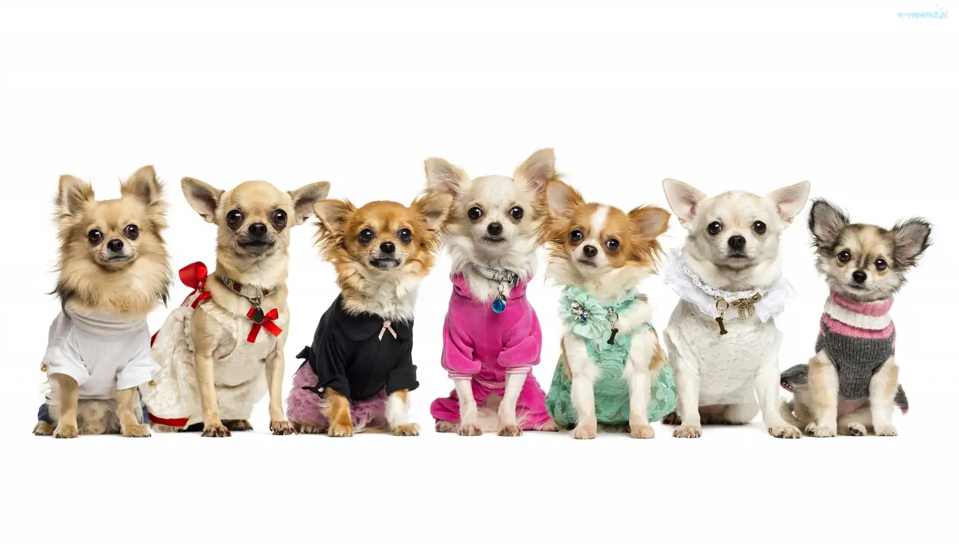 Psiej, Chihuahua, Pokaz, Mody, Psy, Słodkie