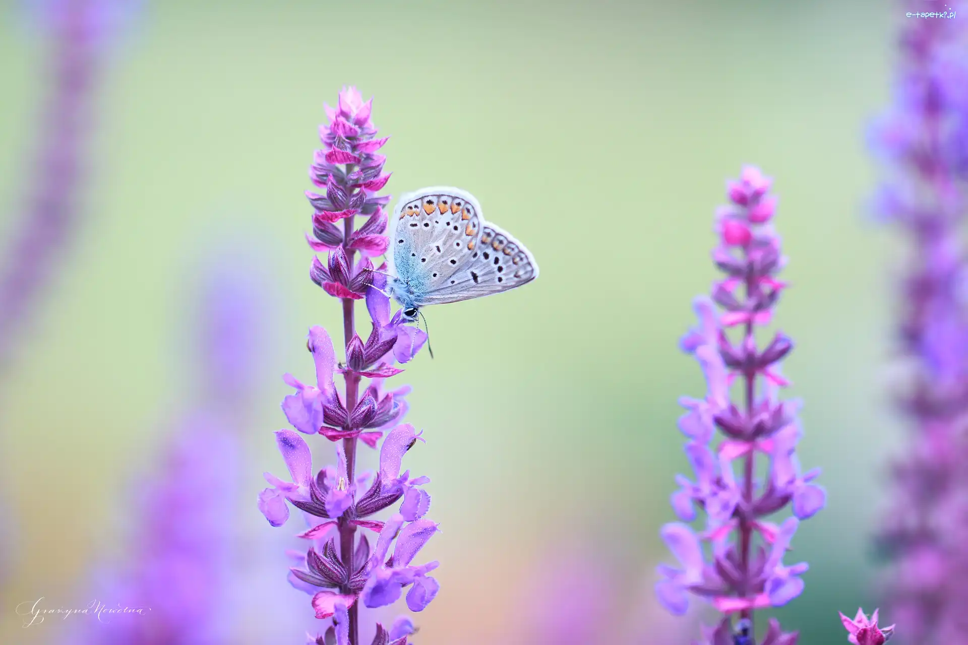 Kwiaty, Motyl, Modraszek
