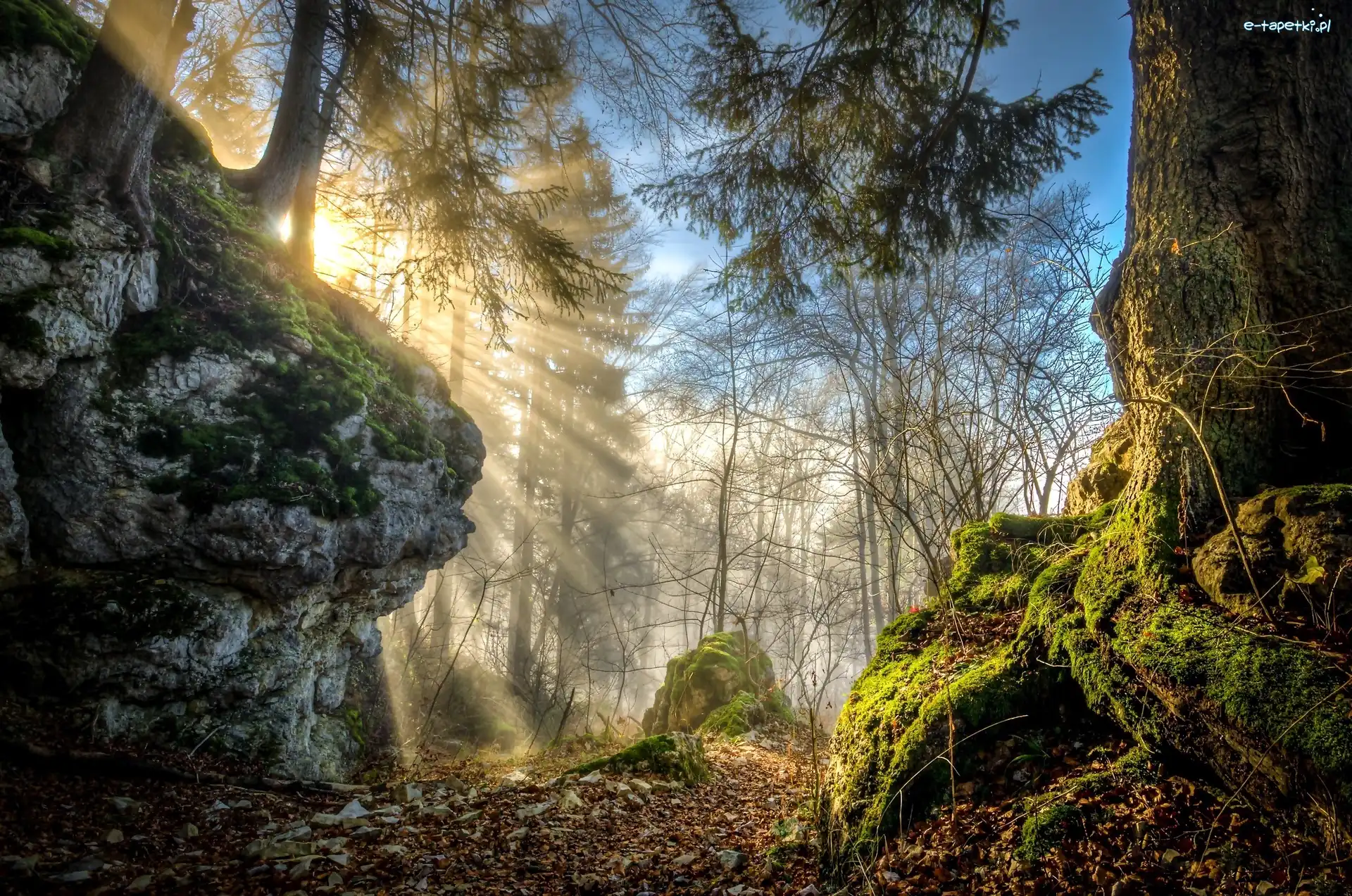 Promienie słońca, Głaz, Las