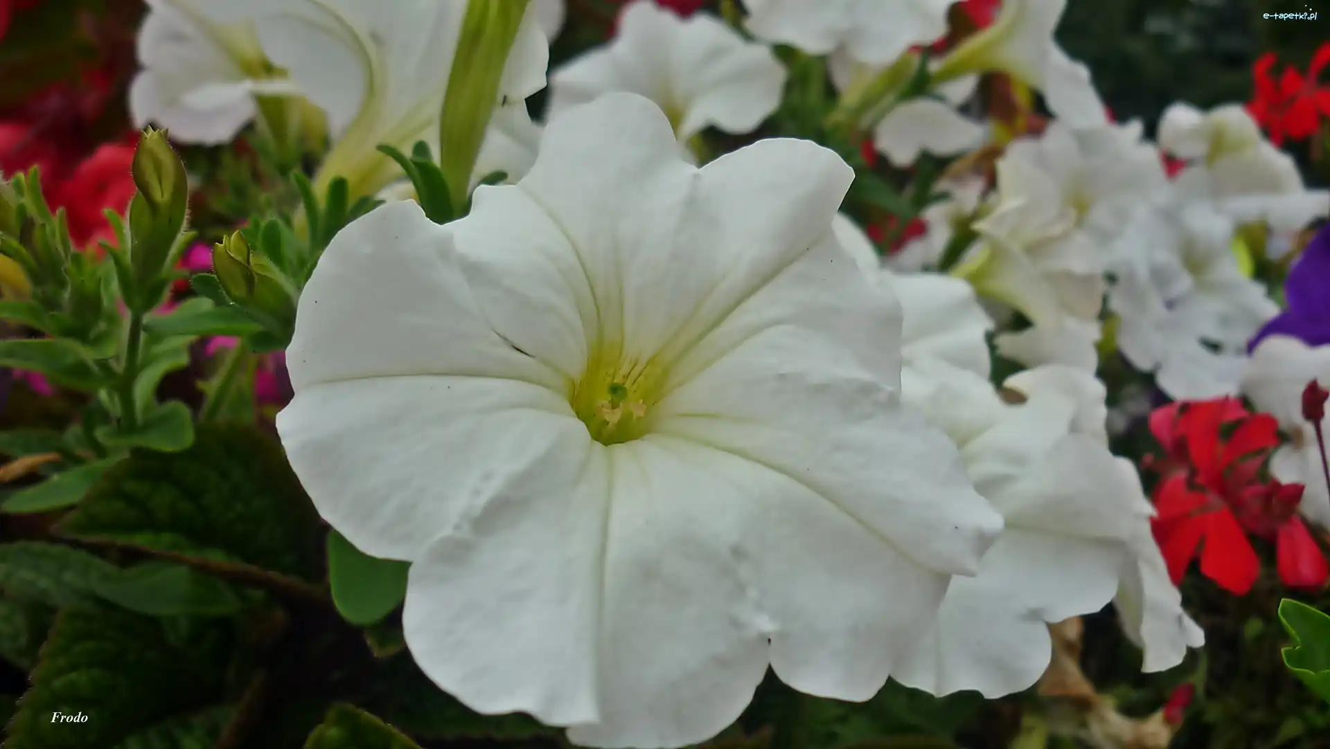Biała, Petunia, Kwiat