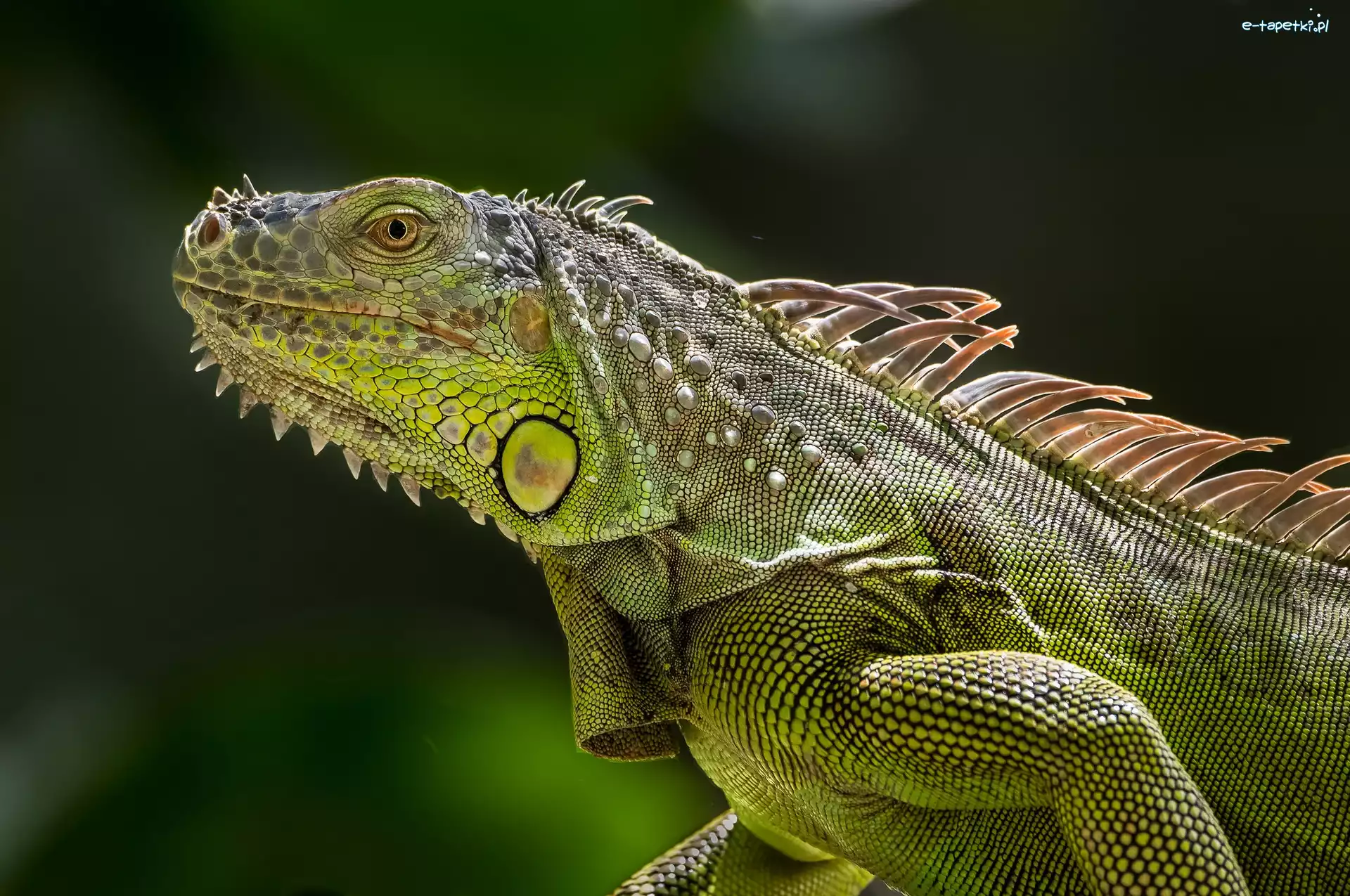 Iguana, Zielona