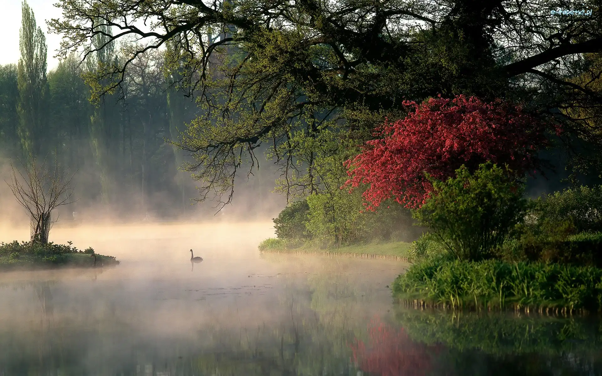 Las, Mgła, Jezioro