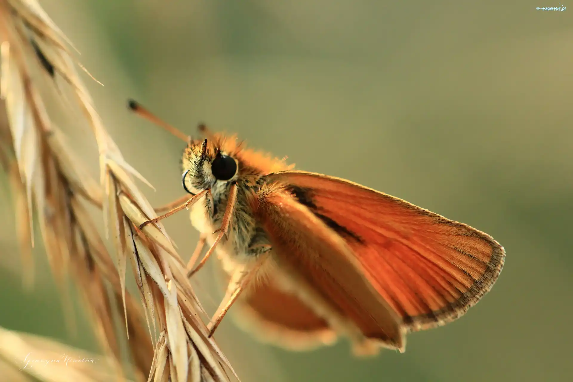 Owad, Motyl, Karłątek Leśny