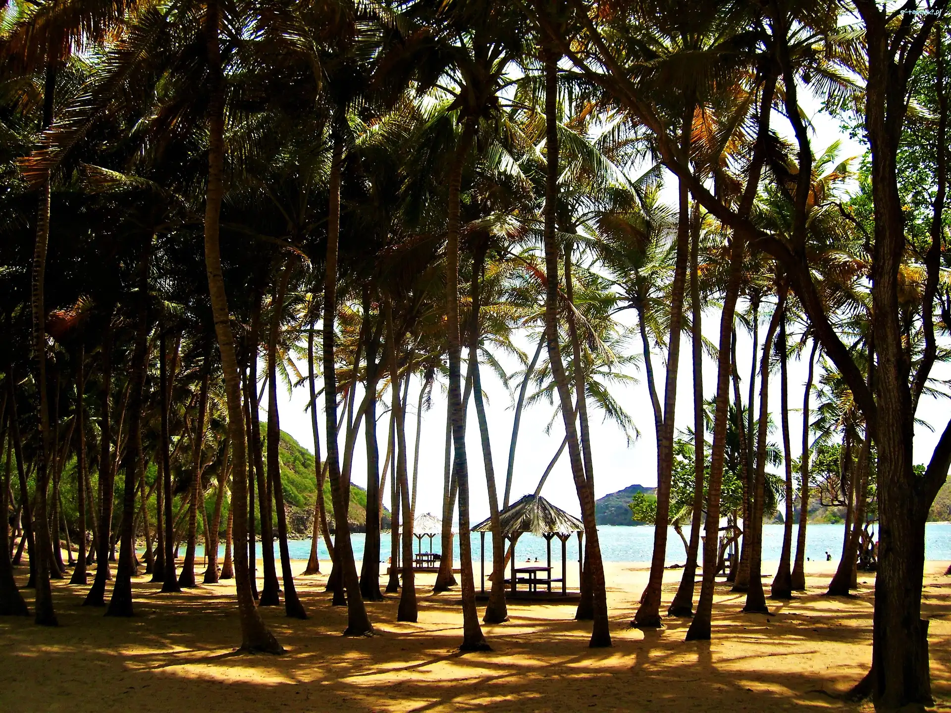 Guadeloupe, Palmy, Meksyk, Morze, Plaża