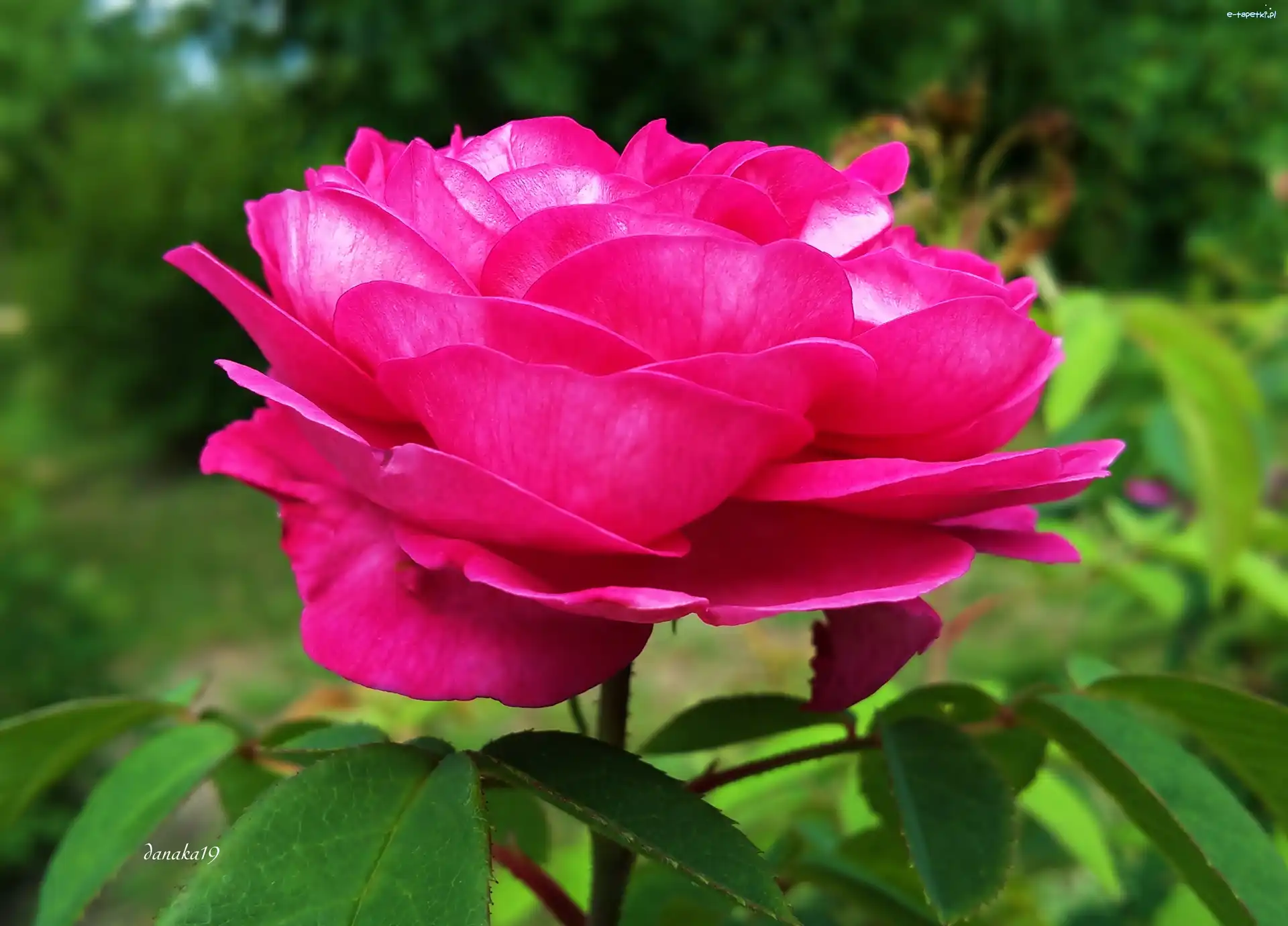 Róża, Purpurowa