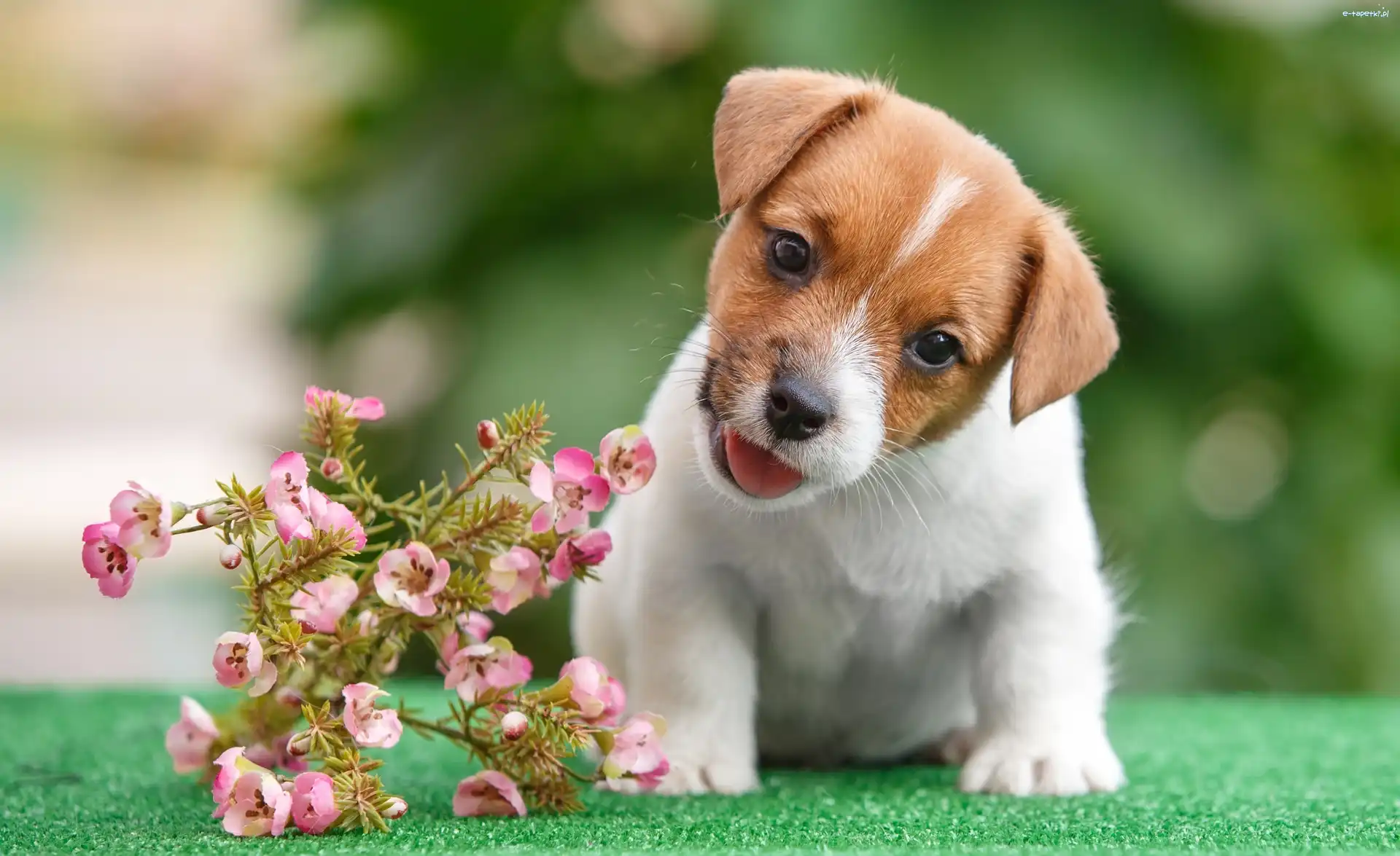 Słodki, Kwiaty, Szczeniaczek, Jack Russell Terrier