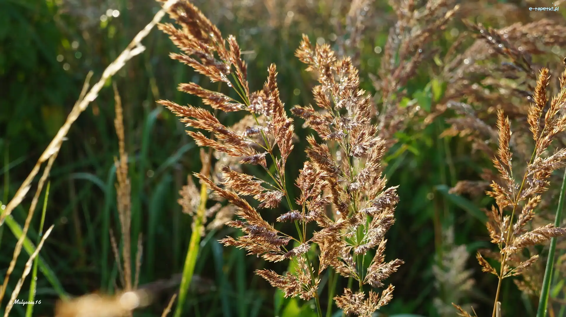 Rośliny, Trawa