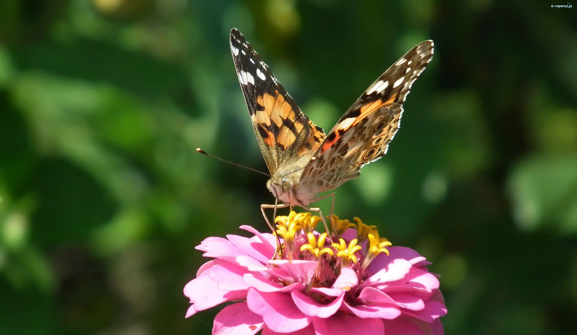 Motyl, Osetnik, Rusałka, Cynia, Kwiat
